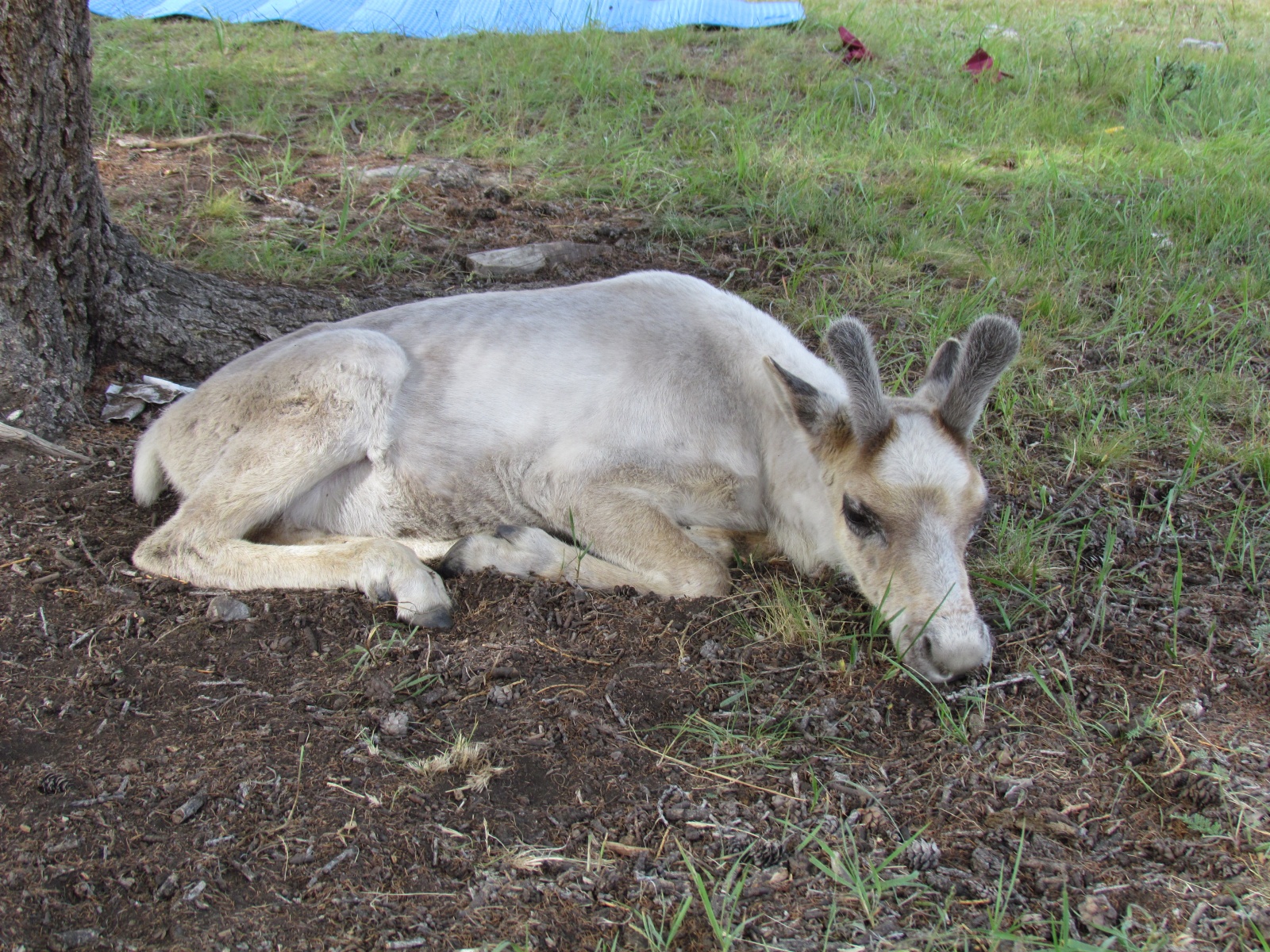 Near Khuvsgul lake - Tsaatan reindeer herders - Reindeer