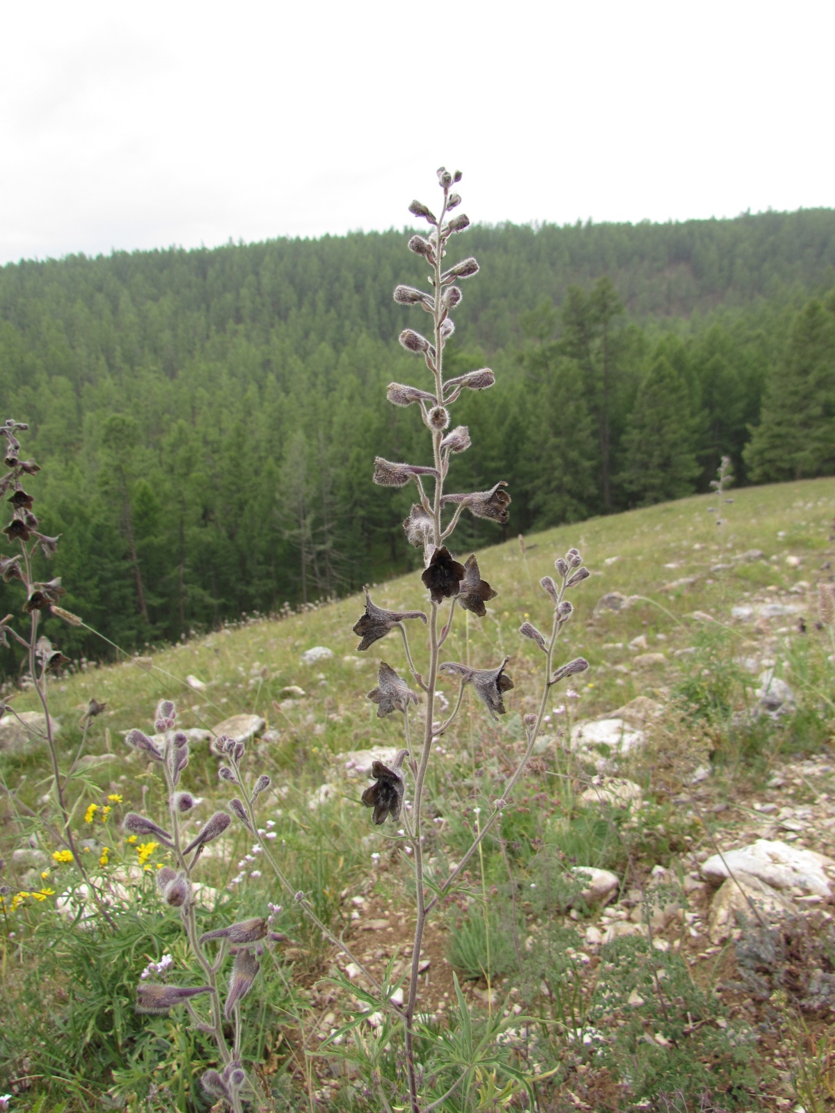 Near Khuvsgul lake - Delphinium