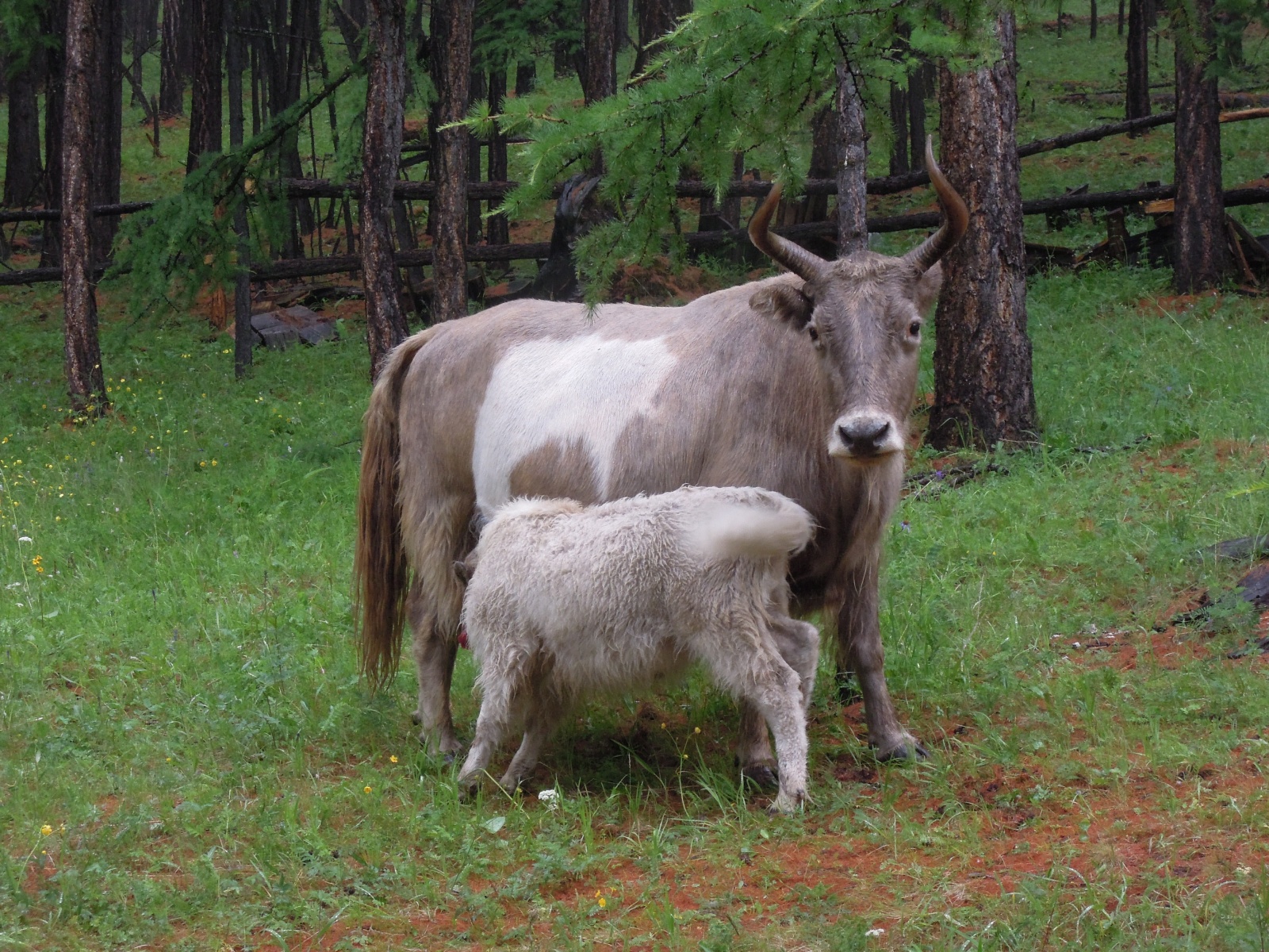 Khusgul Sor camp - Cow with calf