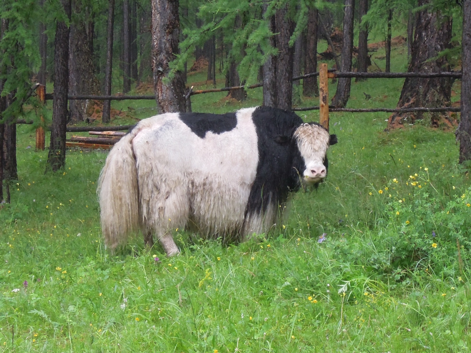 Khusgul Sor camp - Yak
