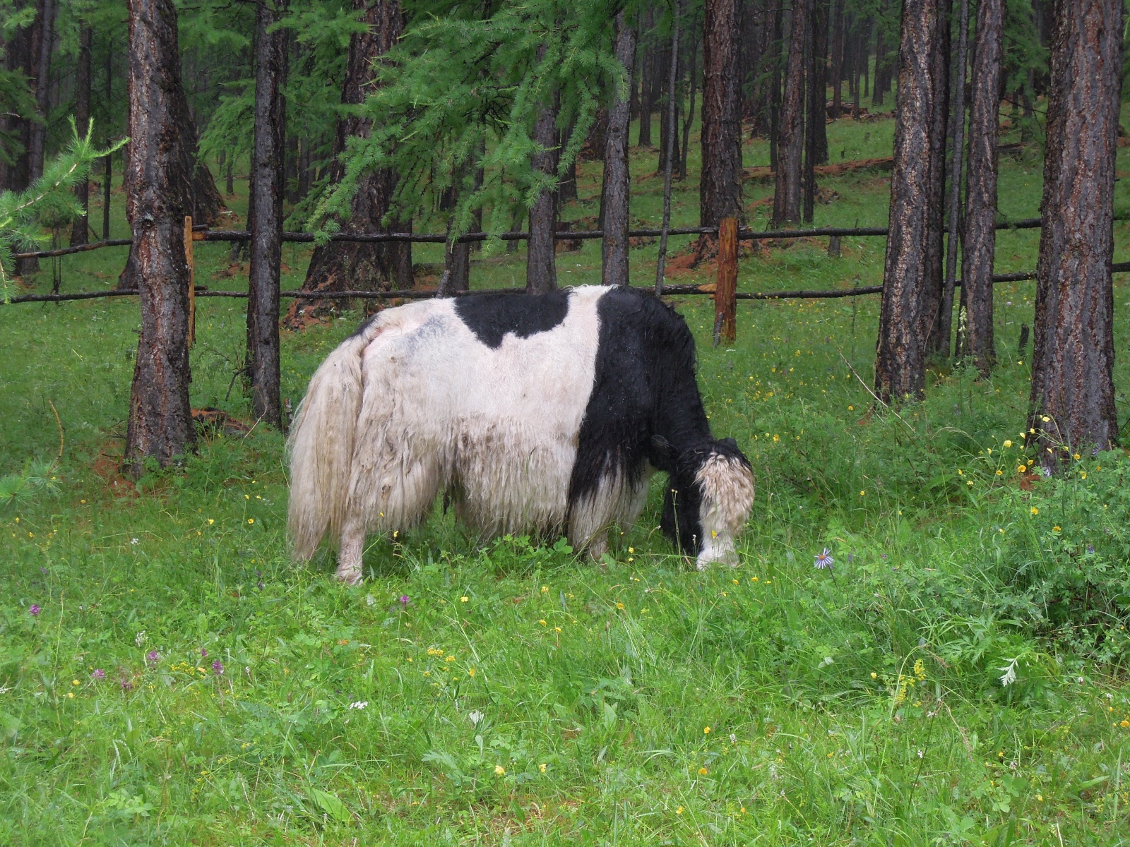 Khusgul Sor camp - Yak