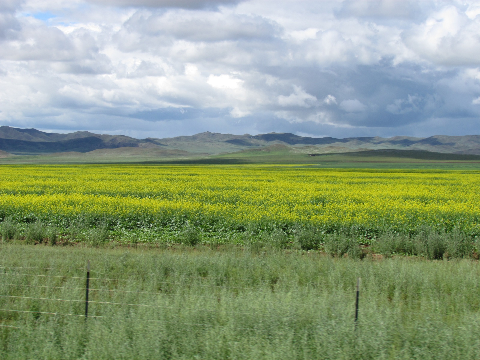 Near Khustai park - Rapeseed