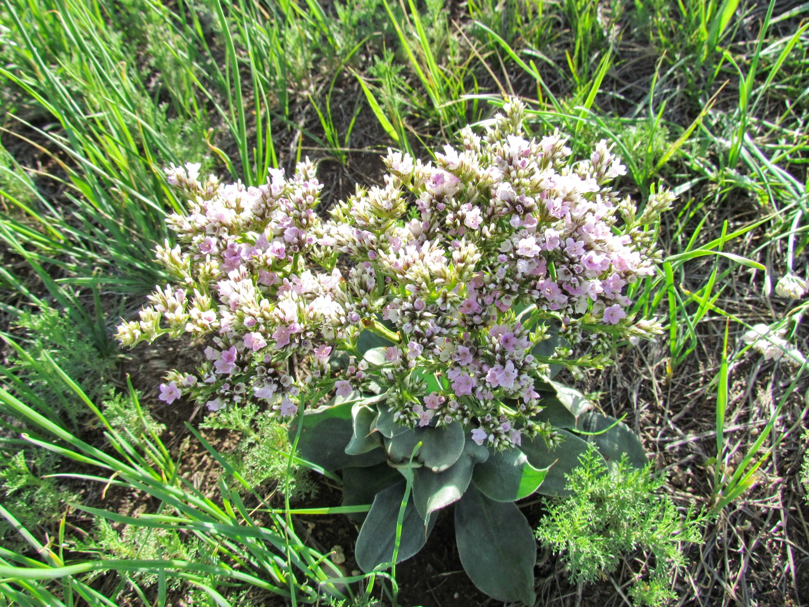 Khustai park - Plant