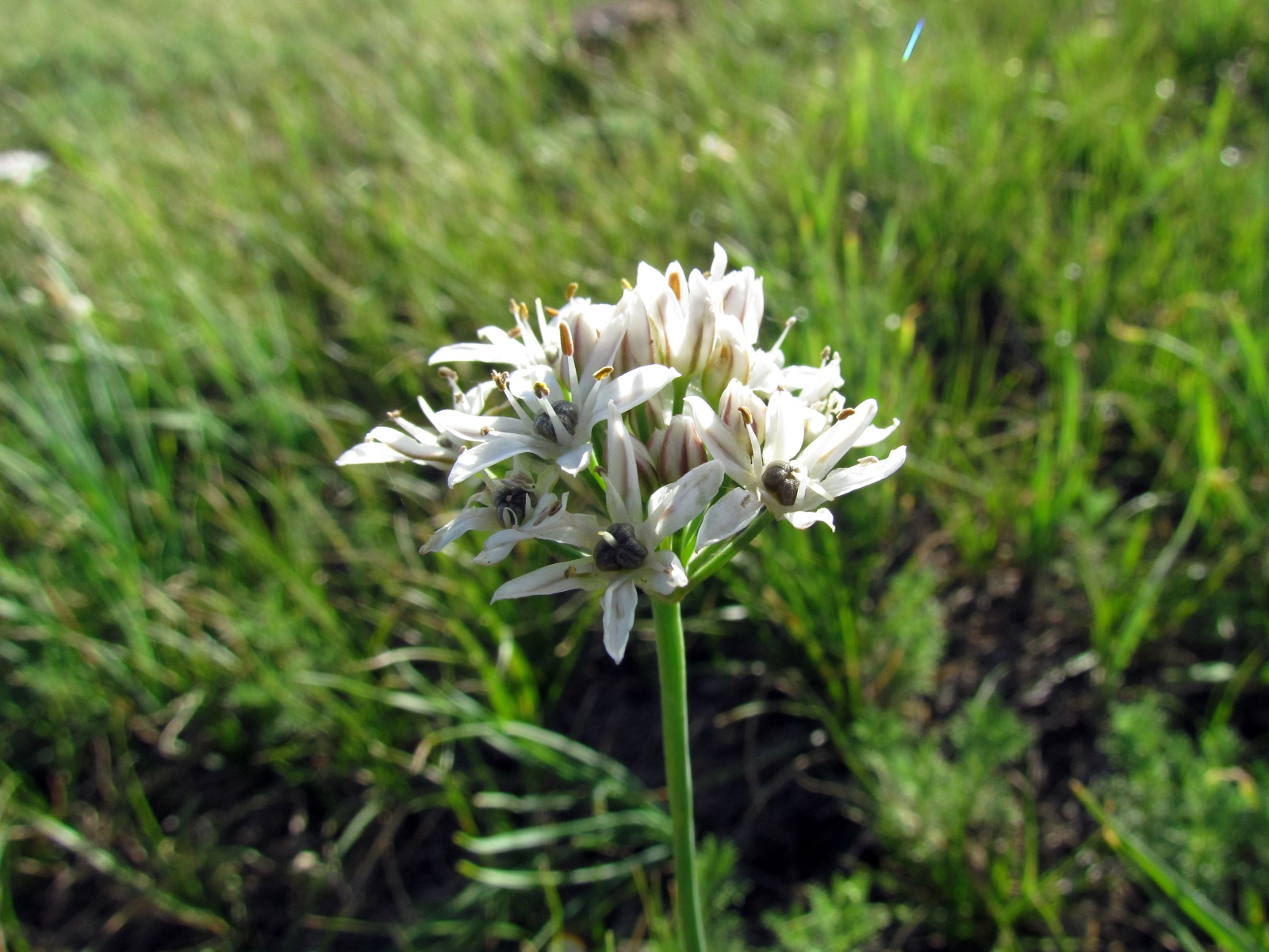 Khustai park - Wild onion