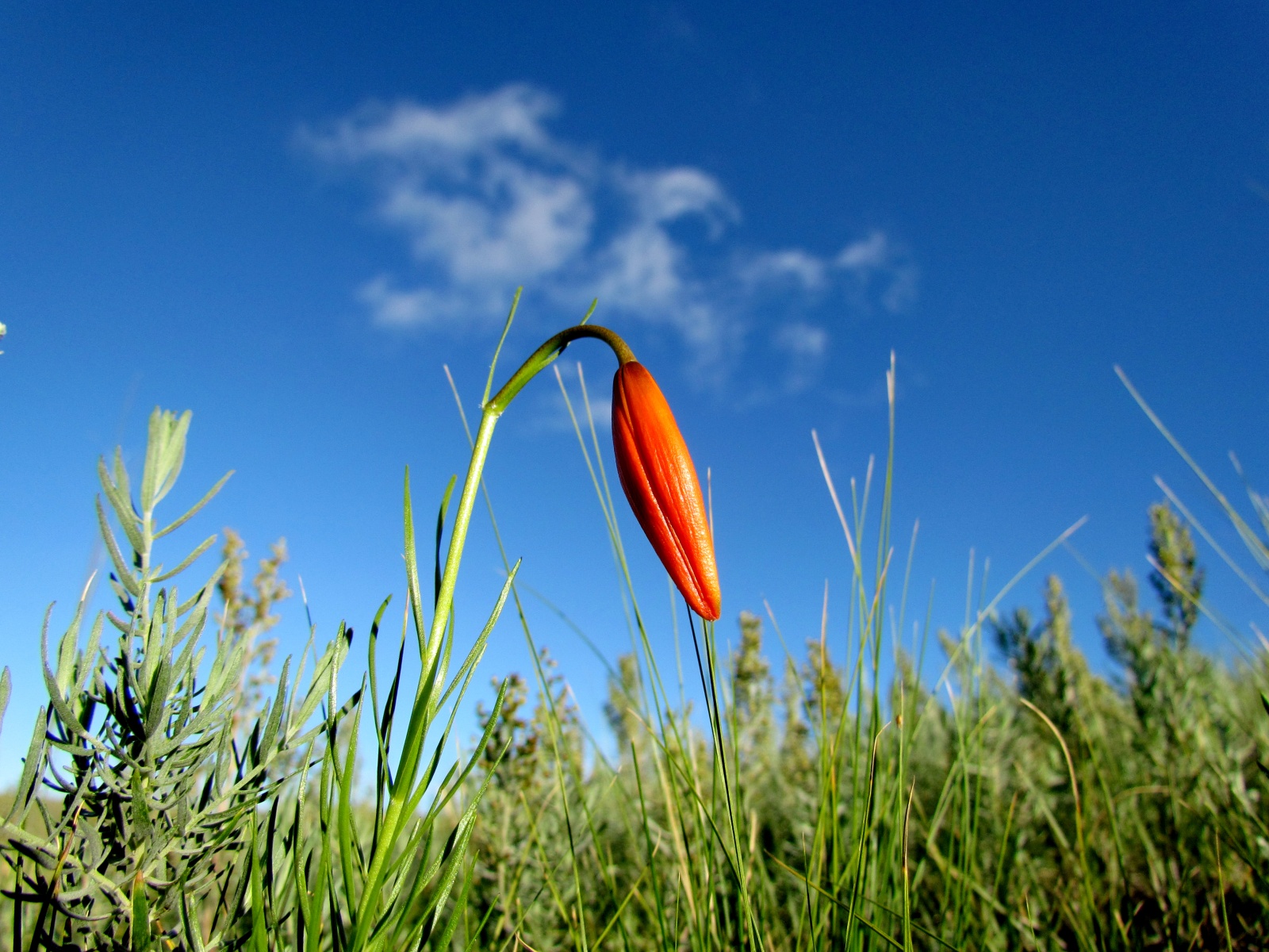 Khustai park - Lilium pumilum