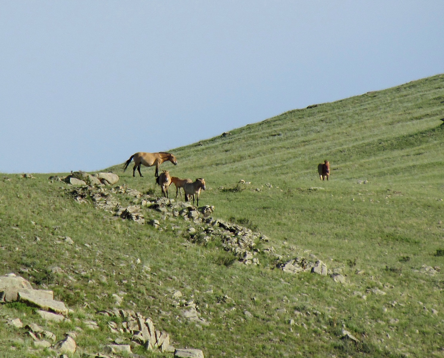 Khustai park - Przewalski's horses