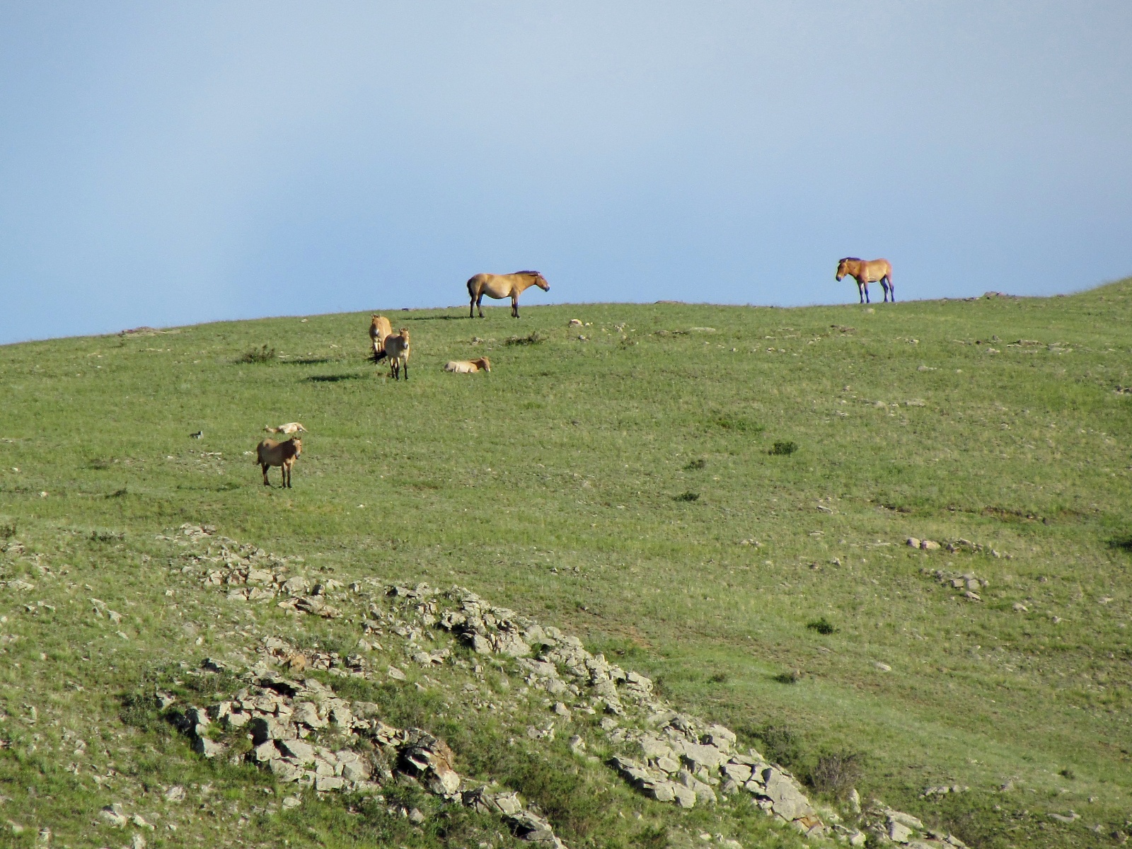 Khustai park - Przewalski's horses