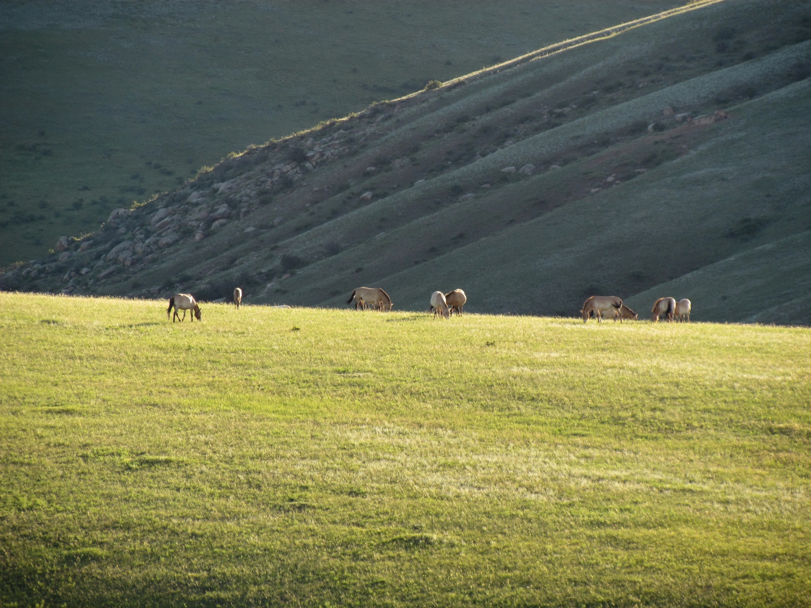 Khustai park - Przewalski's horses