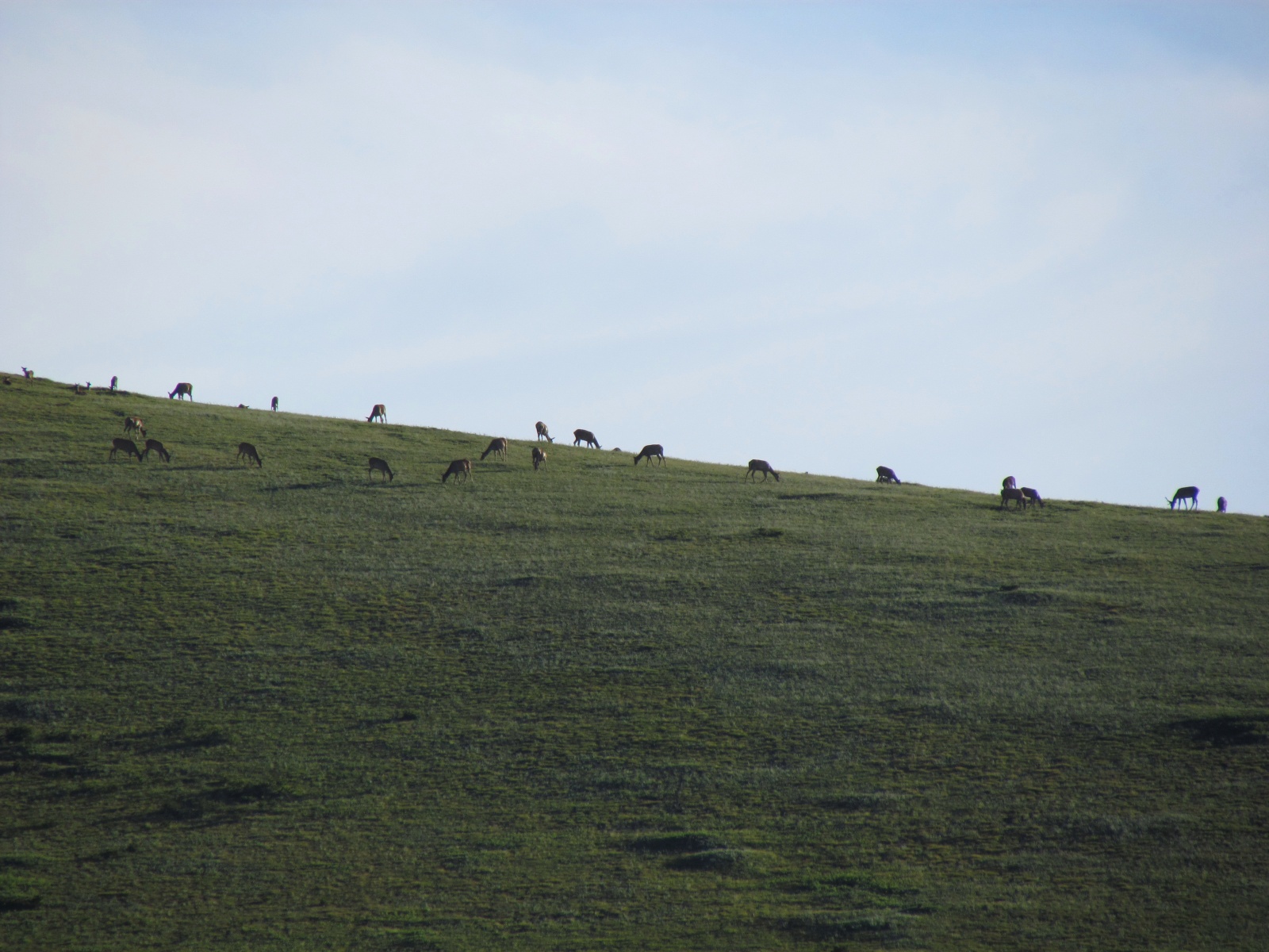Khustai park - Deers