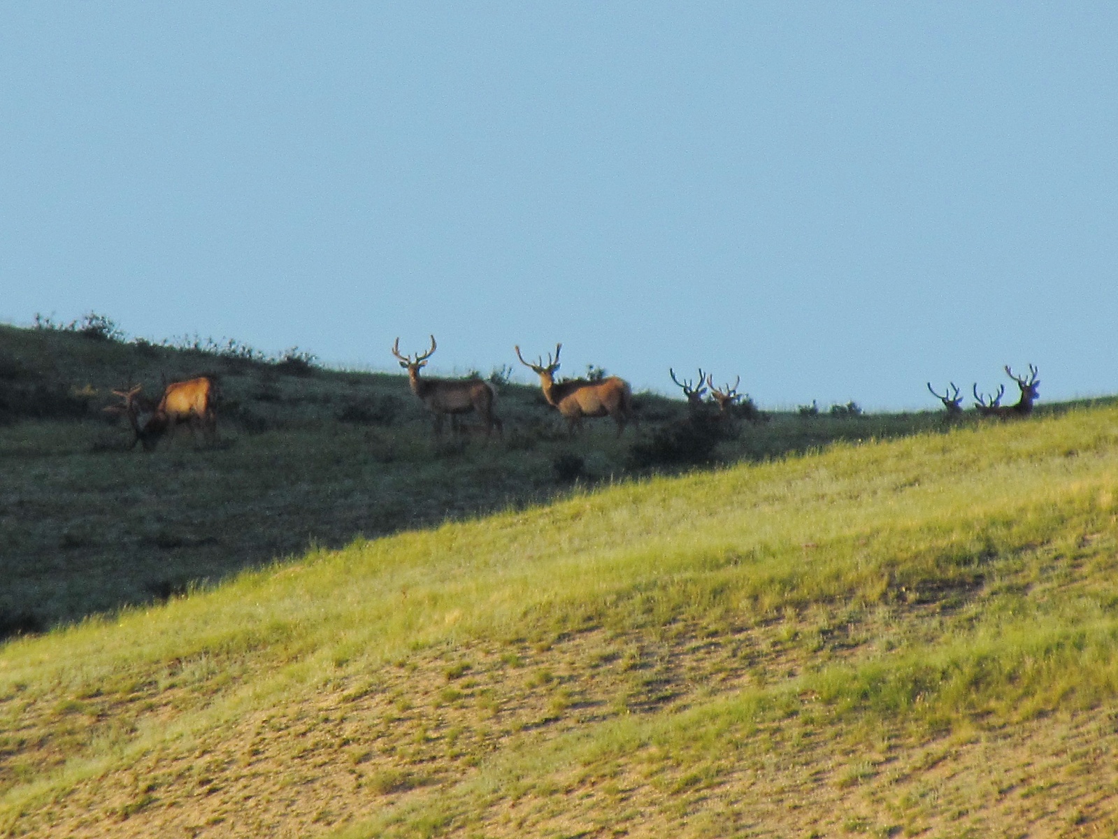 Khustai park - Deers