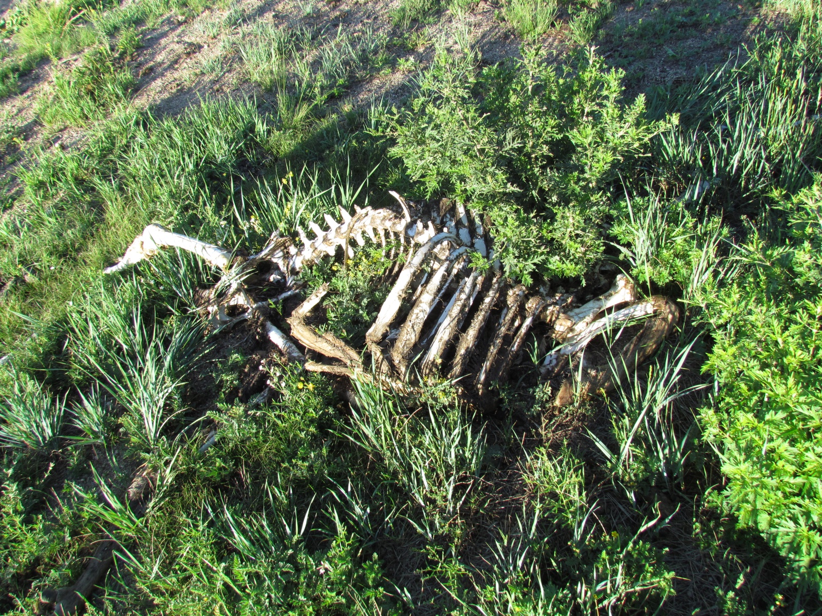 Khustai park - Deer skeleton