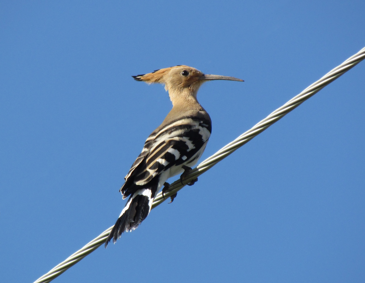 Khustai park - Hustai Lunoba camp - Hoopoe bird