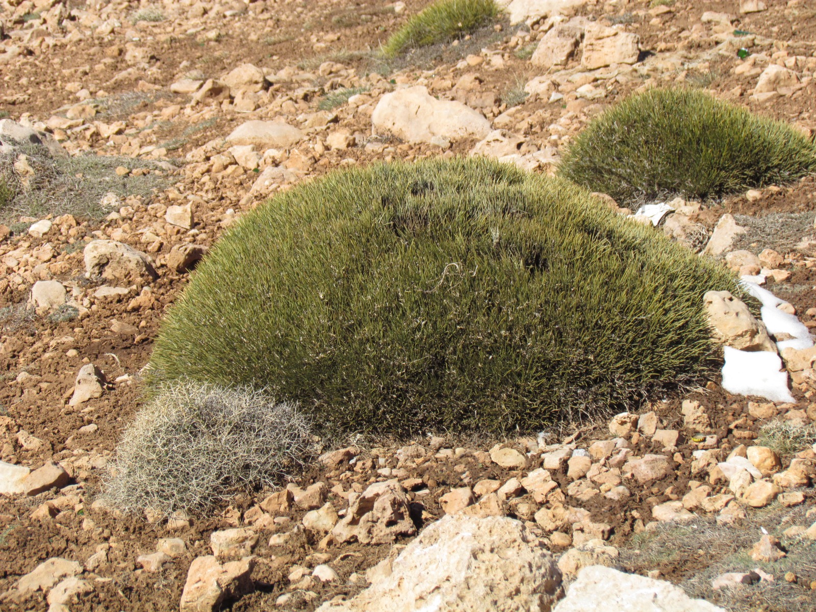 Near Sidi Ali lake - Moss