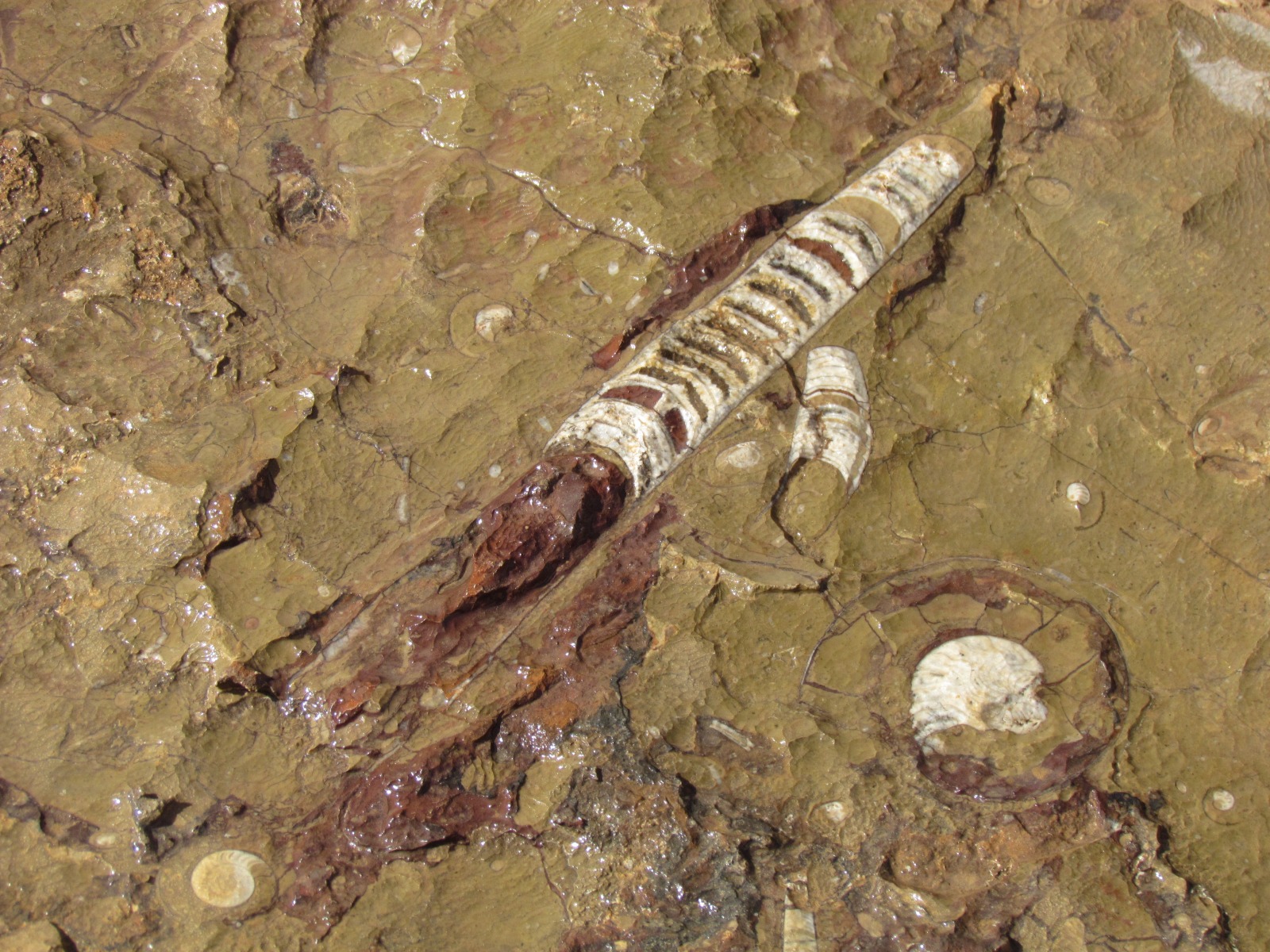 Erfoud - Fossil factory