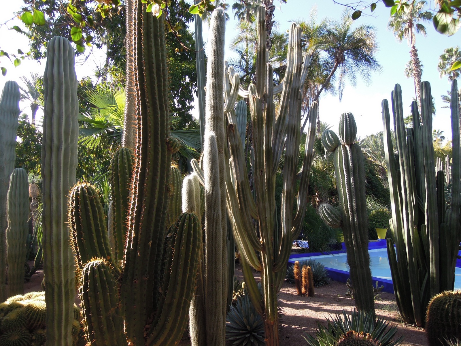 Marrakesh - Jardin Majorelle