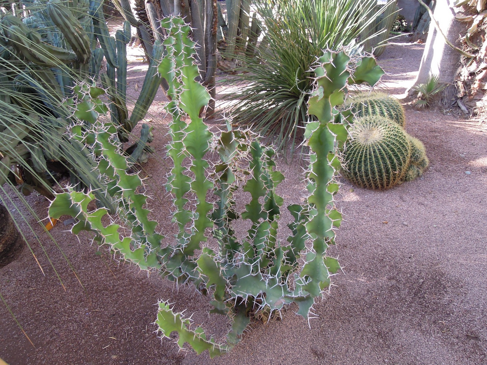 Marrakesh - Jardin Majorelle