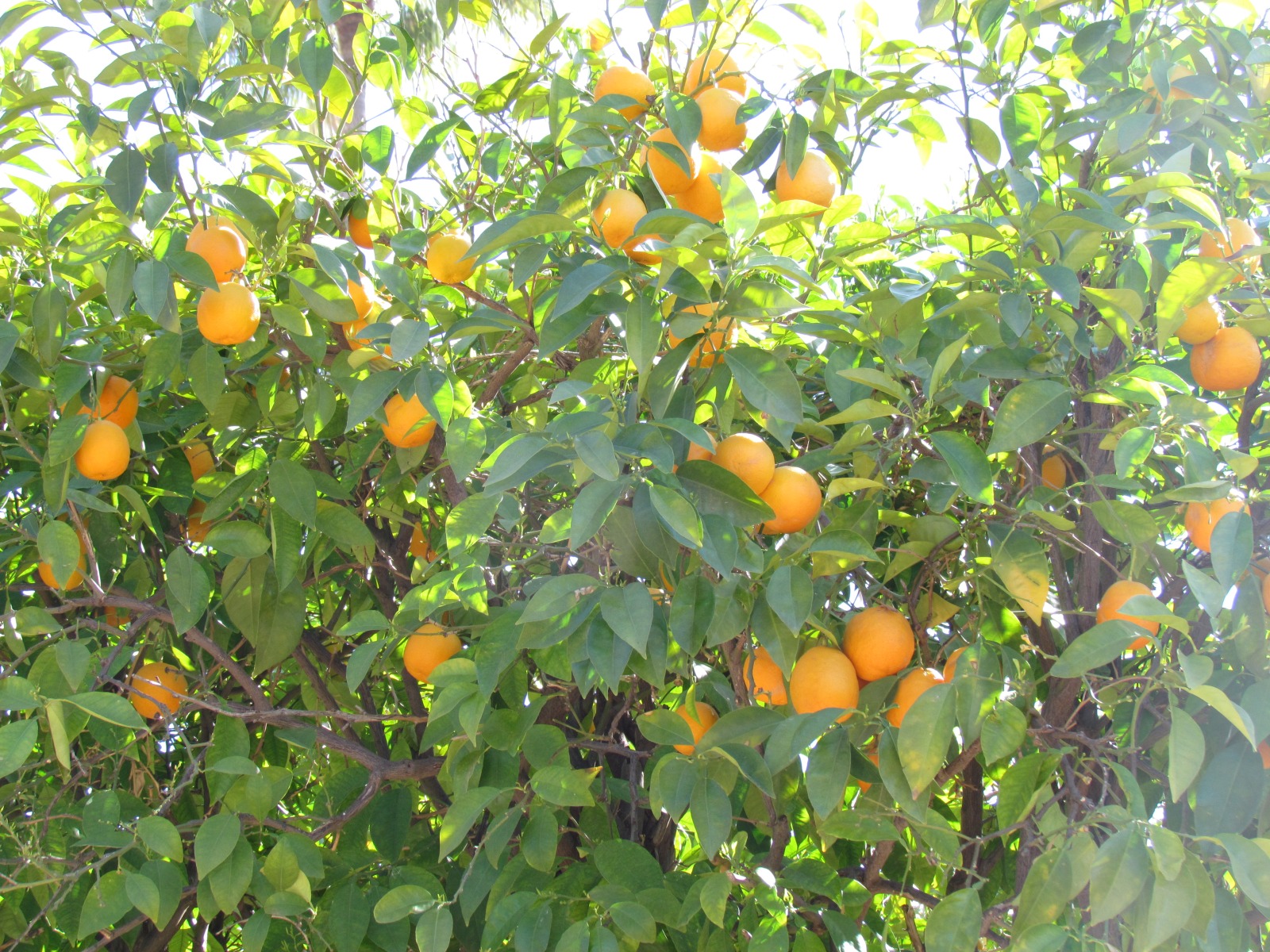Marrakesh - Koutobia - Park - Orange trees