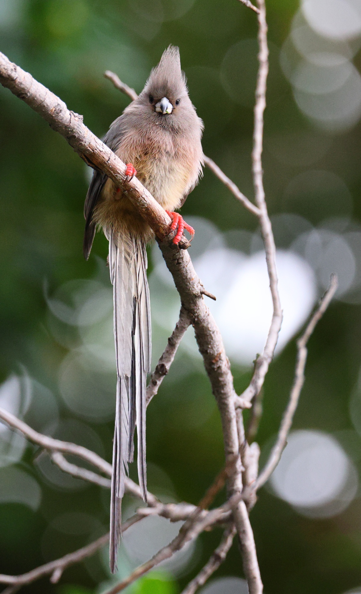 Windhoek - Hotel Uhland - White-backed mousebird (Colius colius)