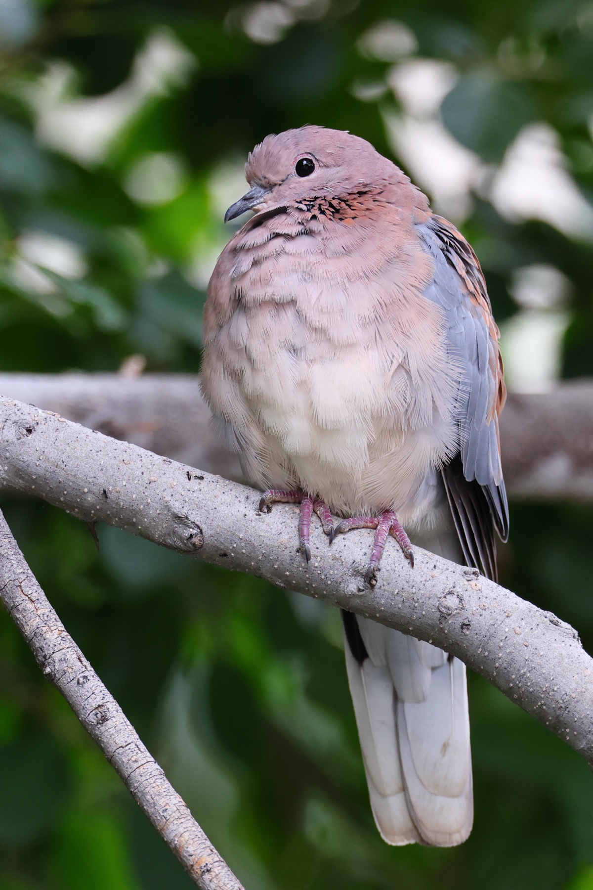 Windhoek - Hotel Uhland - Laughing dove (Spilopelia senegalensis)