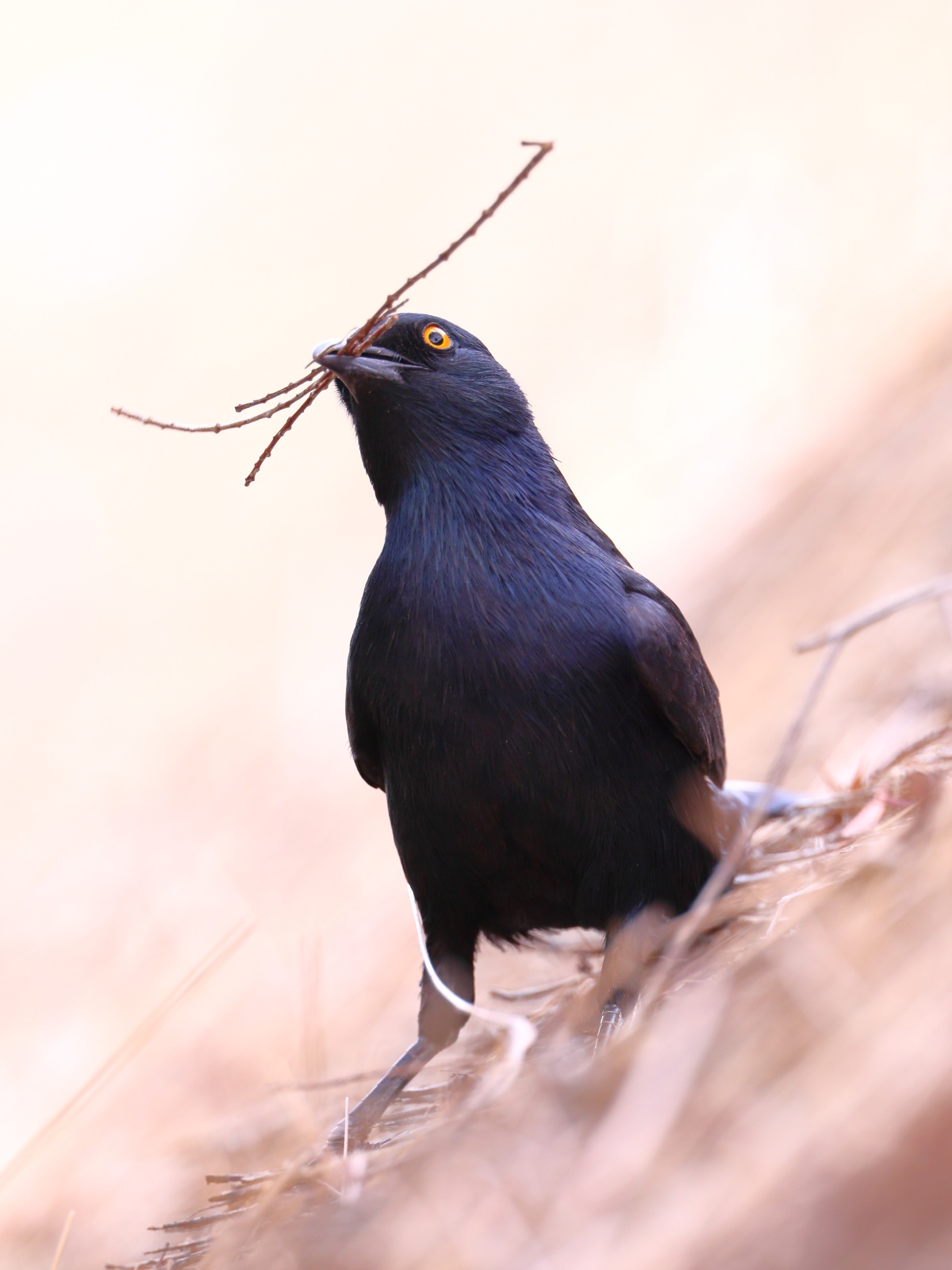 Sesriem campsite - Pale-winged starling (Onychognathus nabouroup)