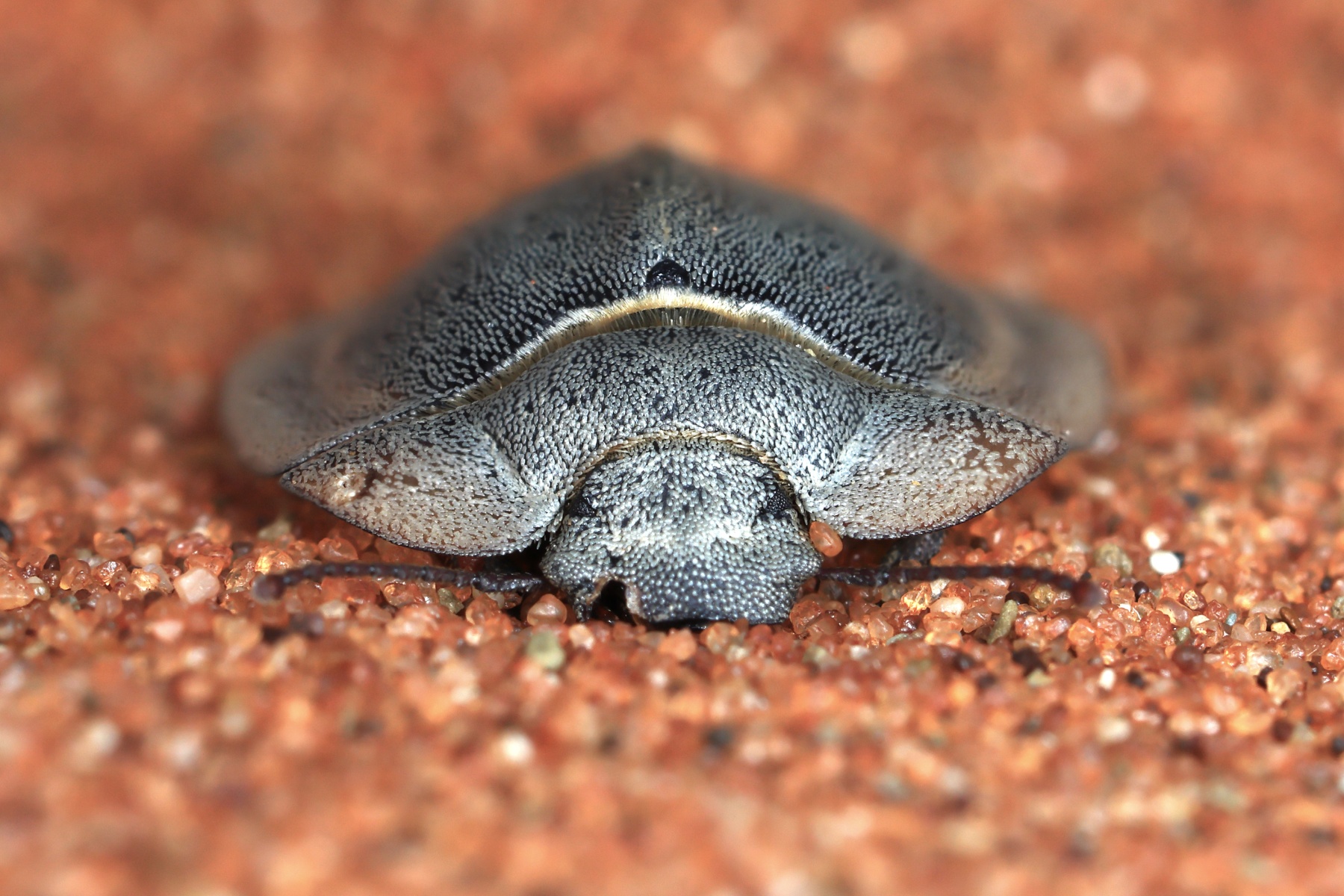 Sossusvlei - Dune 45 - Flying saucer beetle