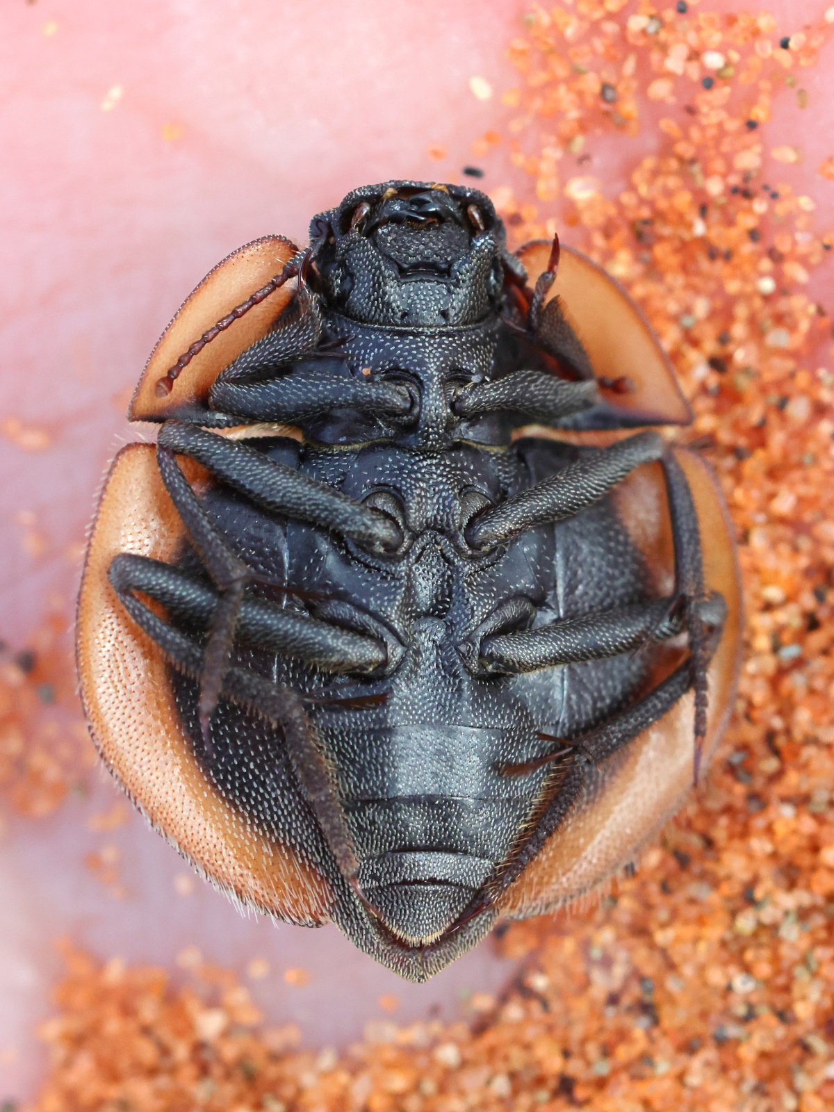 Sossusvlei - Dune 45 - Flying saucer beetle