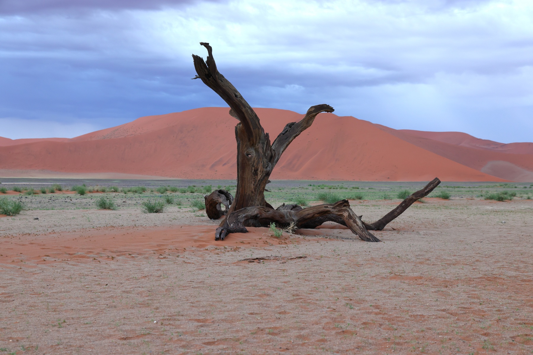 Sossusvlei - Dune 45 - Dead tree