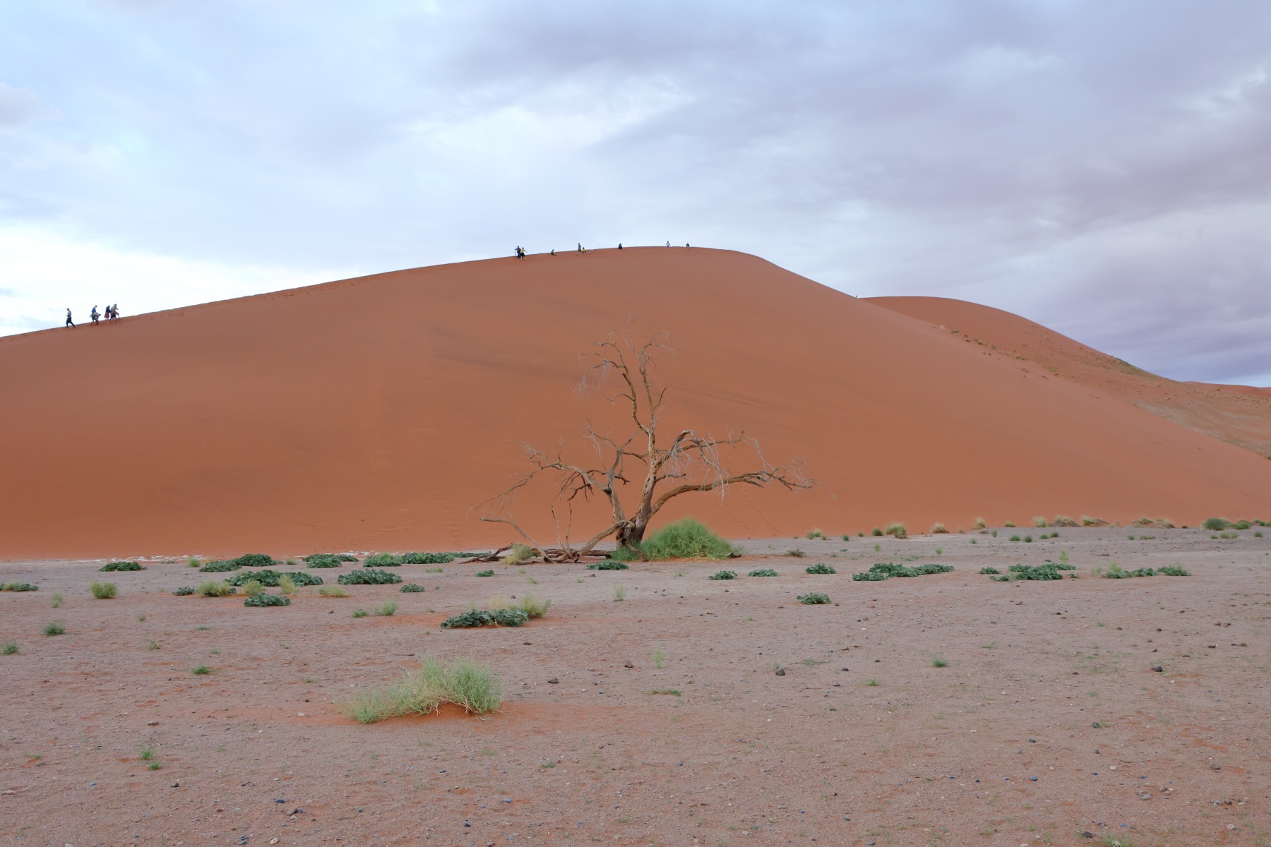Sossusvlei - Dune 45
