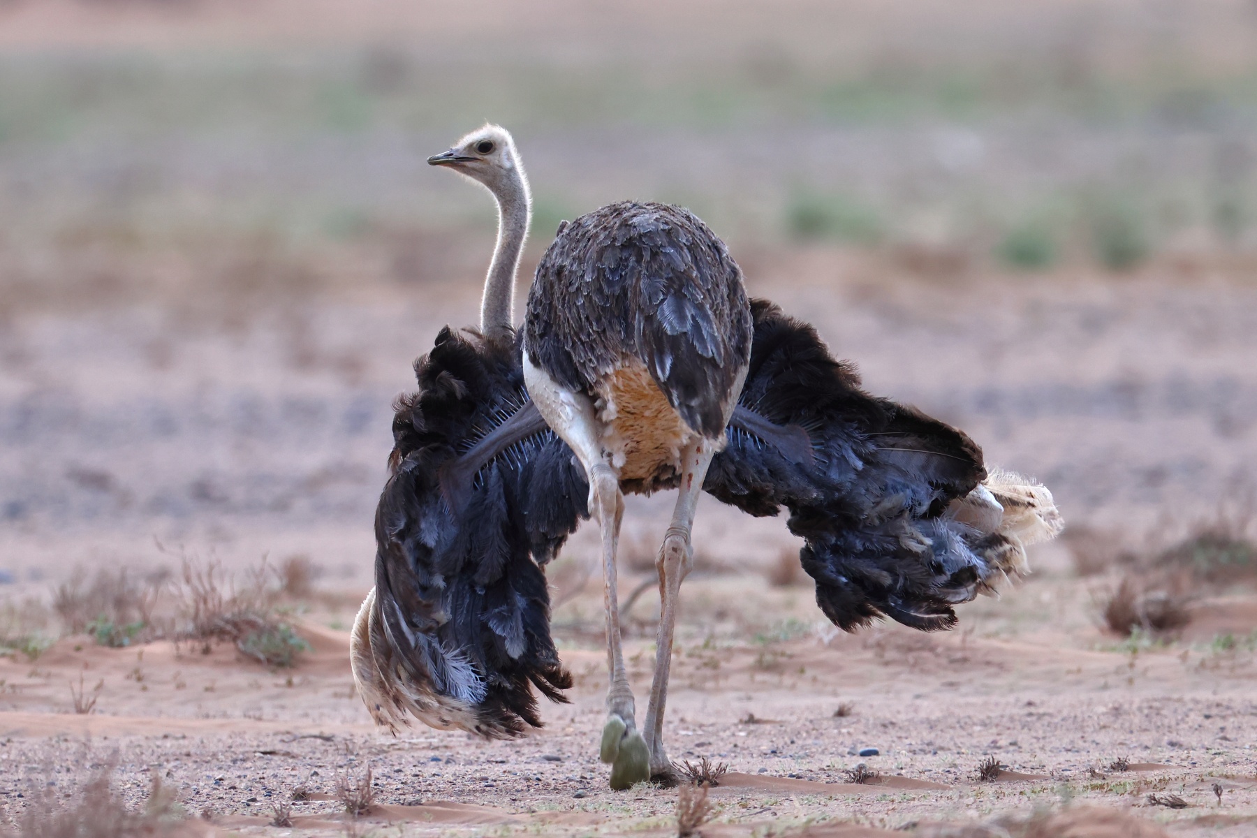 Sossusvlei - South African ostrich (Struthio camelus australis)