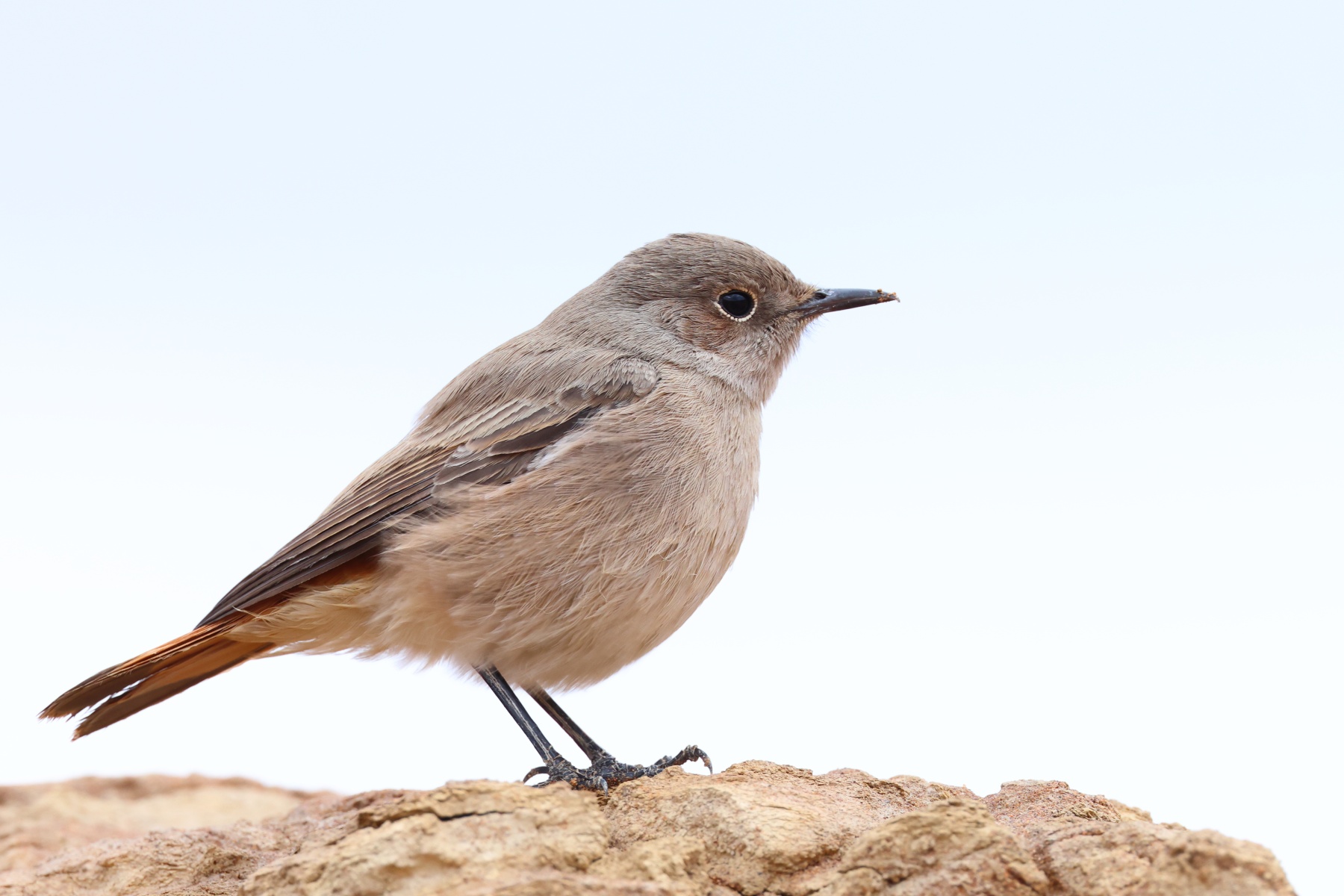Sossusvlei - Familiar chat (Oenanthe familiaris)