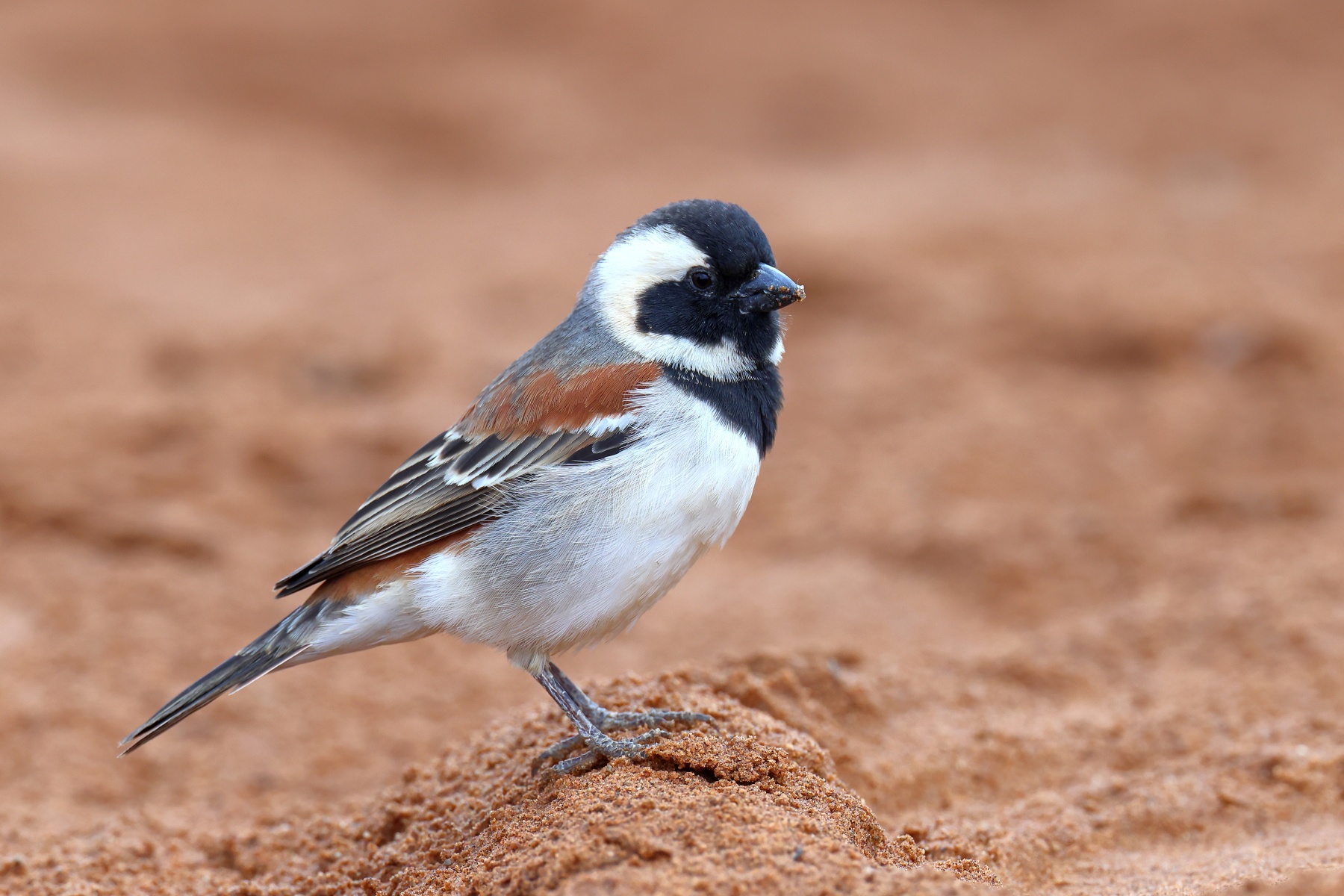 Sossusvlei - Cape sparrow (Passer melanurus)