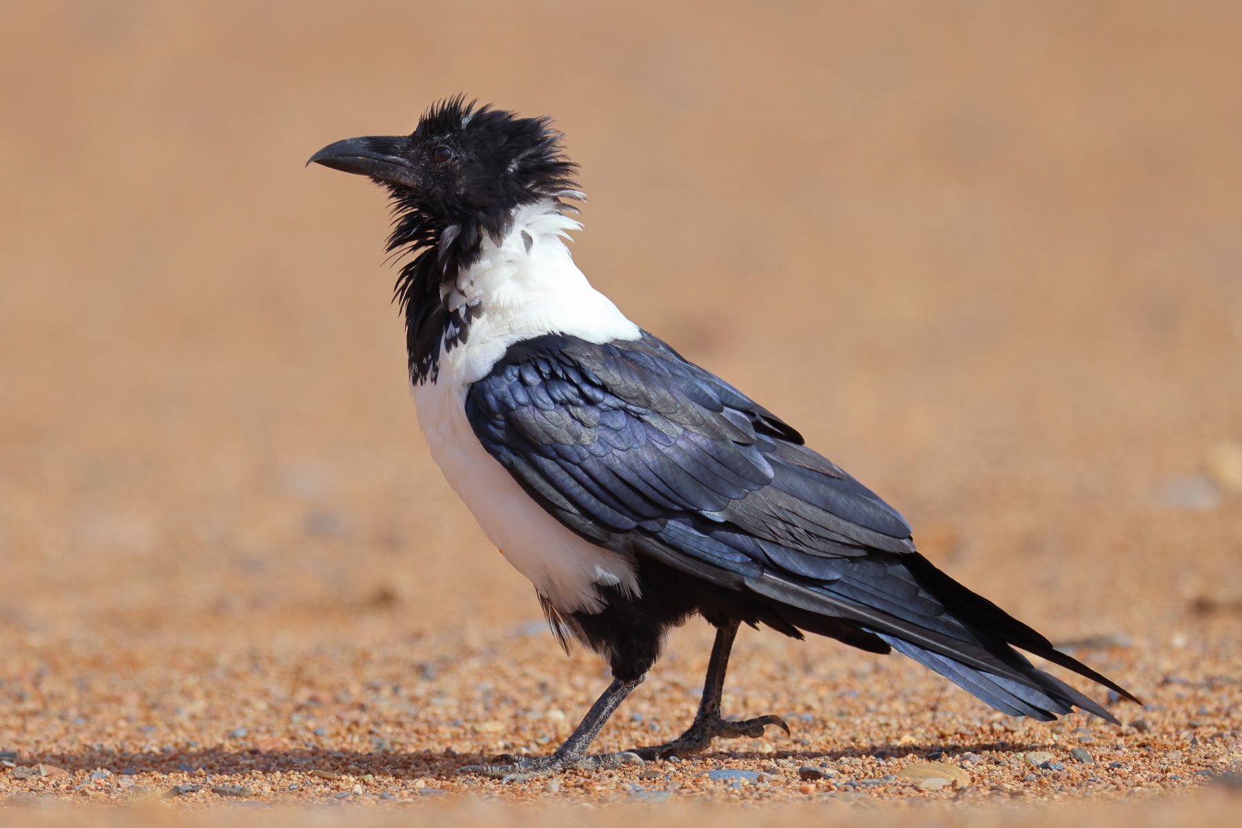 Sossusvlei - Dune 40 - Pied crow (Corvus albus)