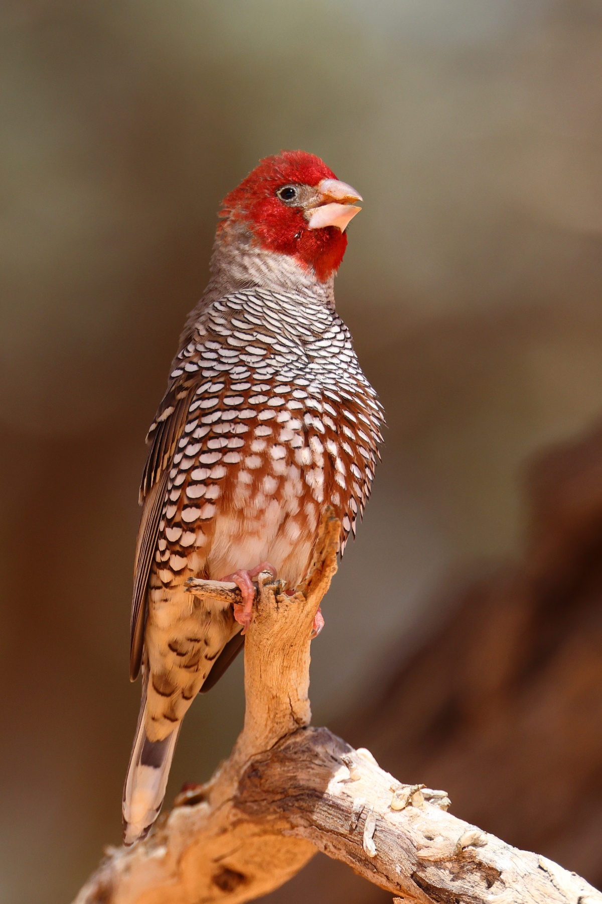 Sesriem campsite - Red-headed finch (Amadina erythrocephala)