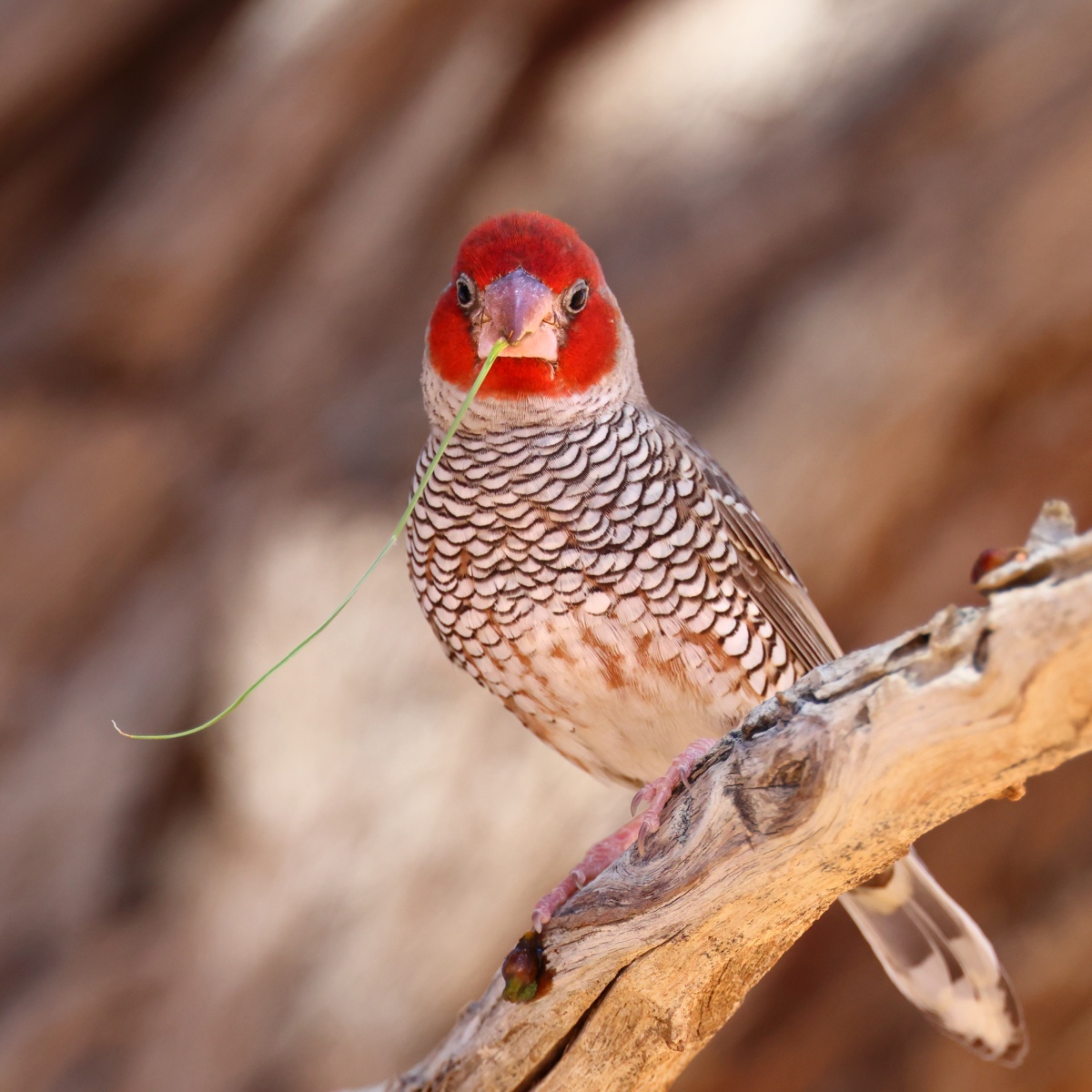 Sesriem campsite - Red-headed finch (Amadina erythrocephala)