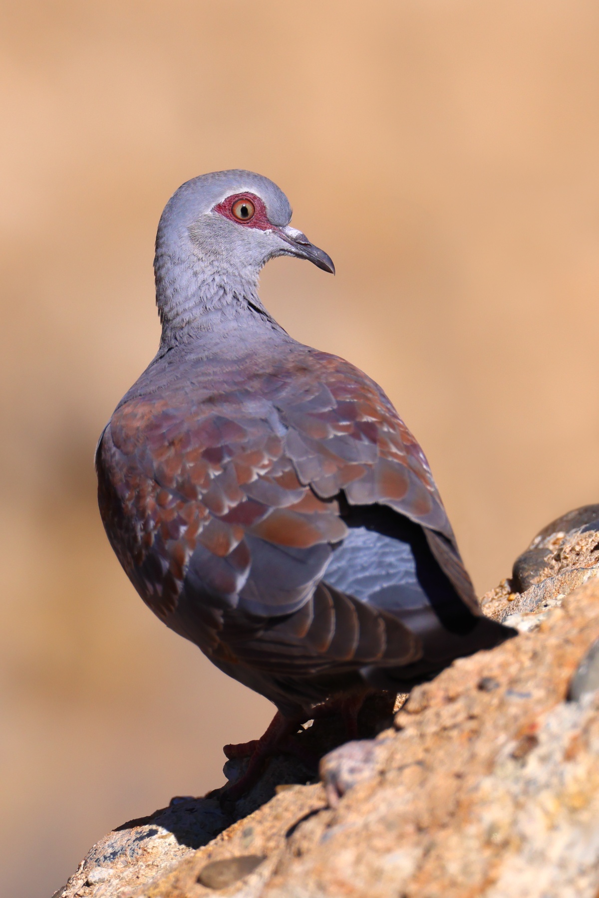 Sesriem canyon - Speckled pigeon (Columba guinea)