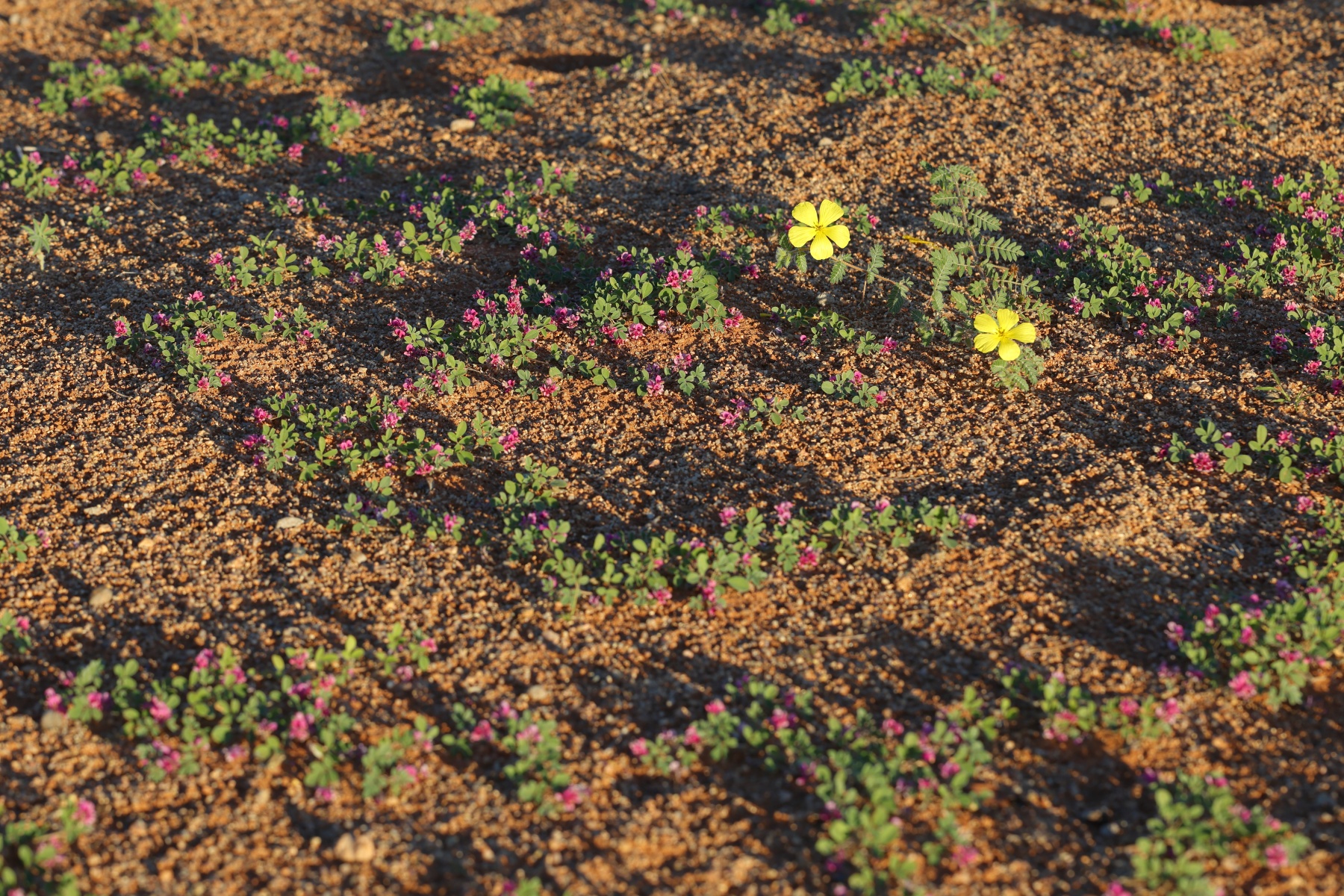 Sesriem campsite - Desert plants