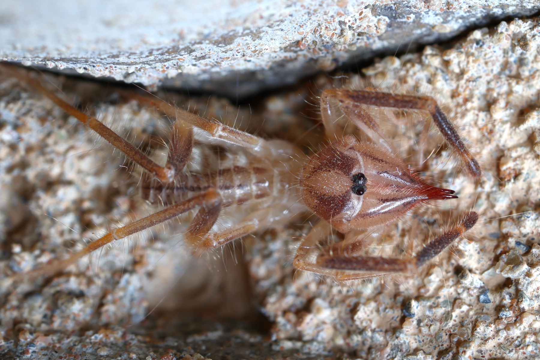 Sesriem campsite - Camel spider