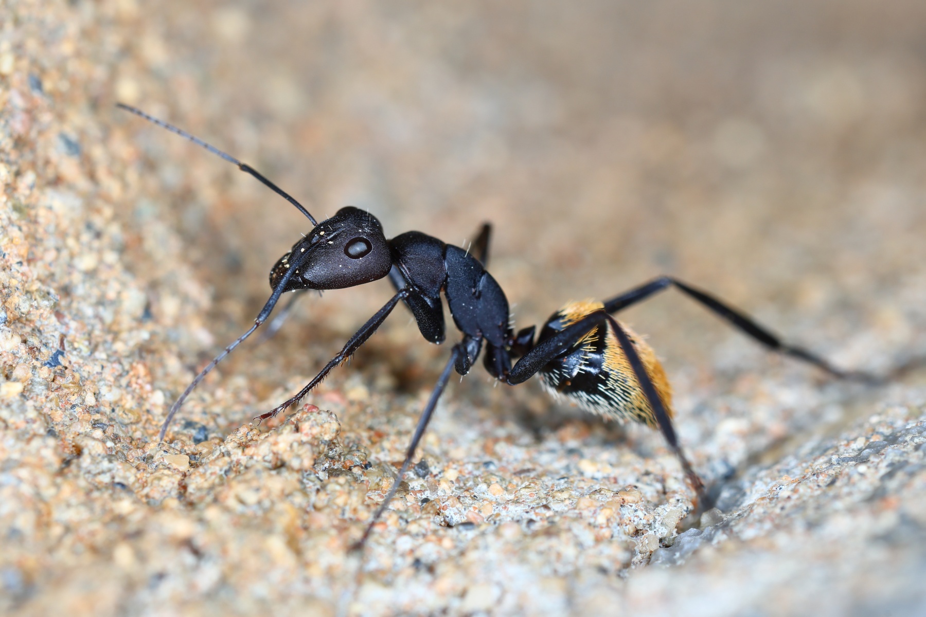 Sesriem campsite - Yellow-haired sugar ant (Camponotus fulvopilosus)