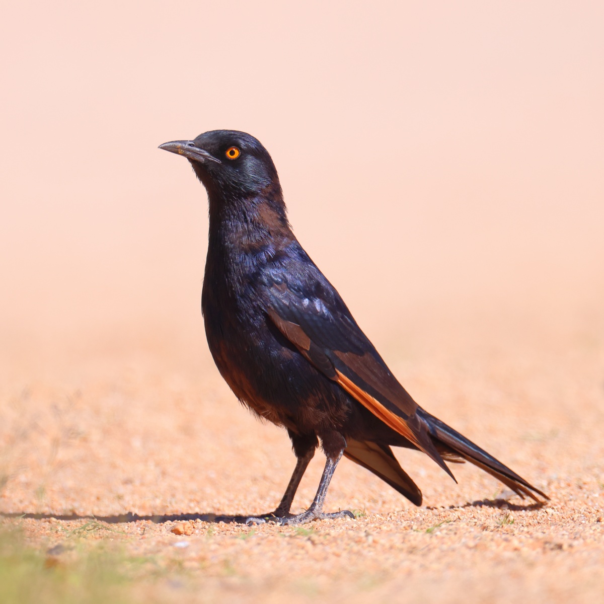 Solitaire - Pale-winged starling (Onychognathus nabouroup)