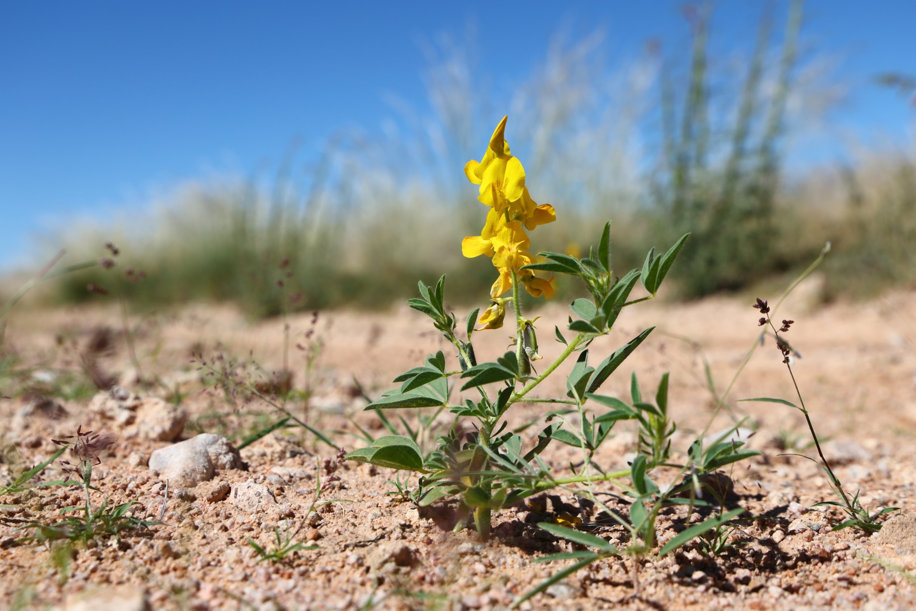 Near Solitaire - Rattlepod (Crotalaria)