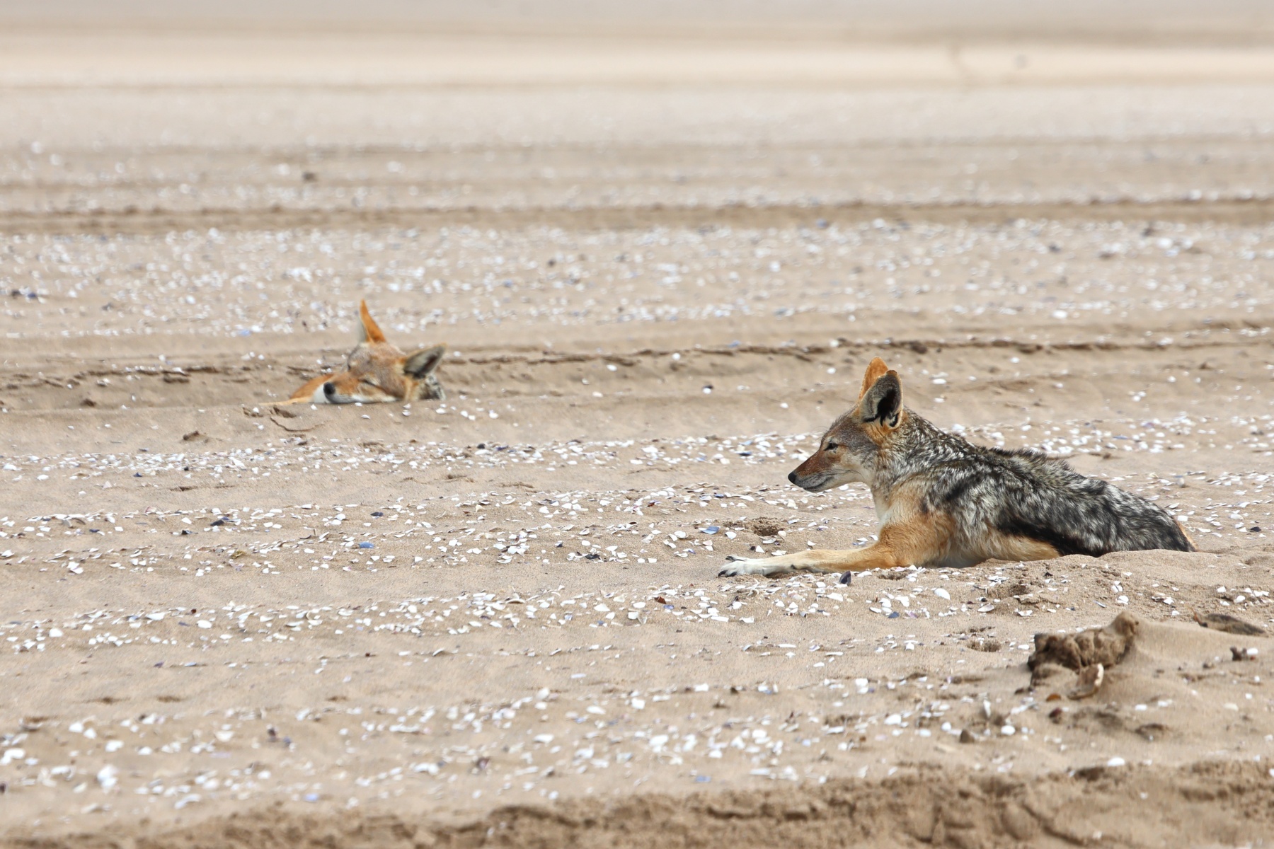 Pelican Point Peninsula - Black-backed jackals (Lupulella mesomelas)