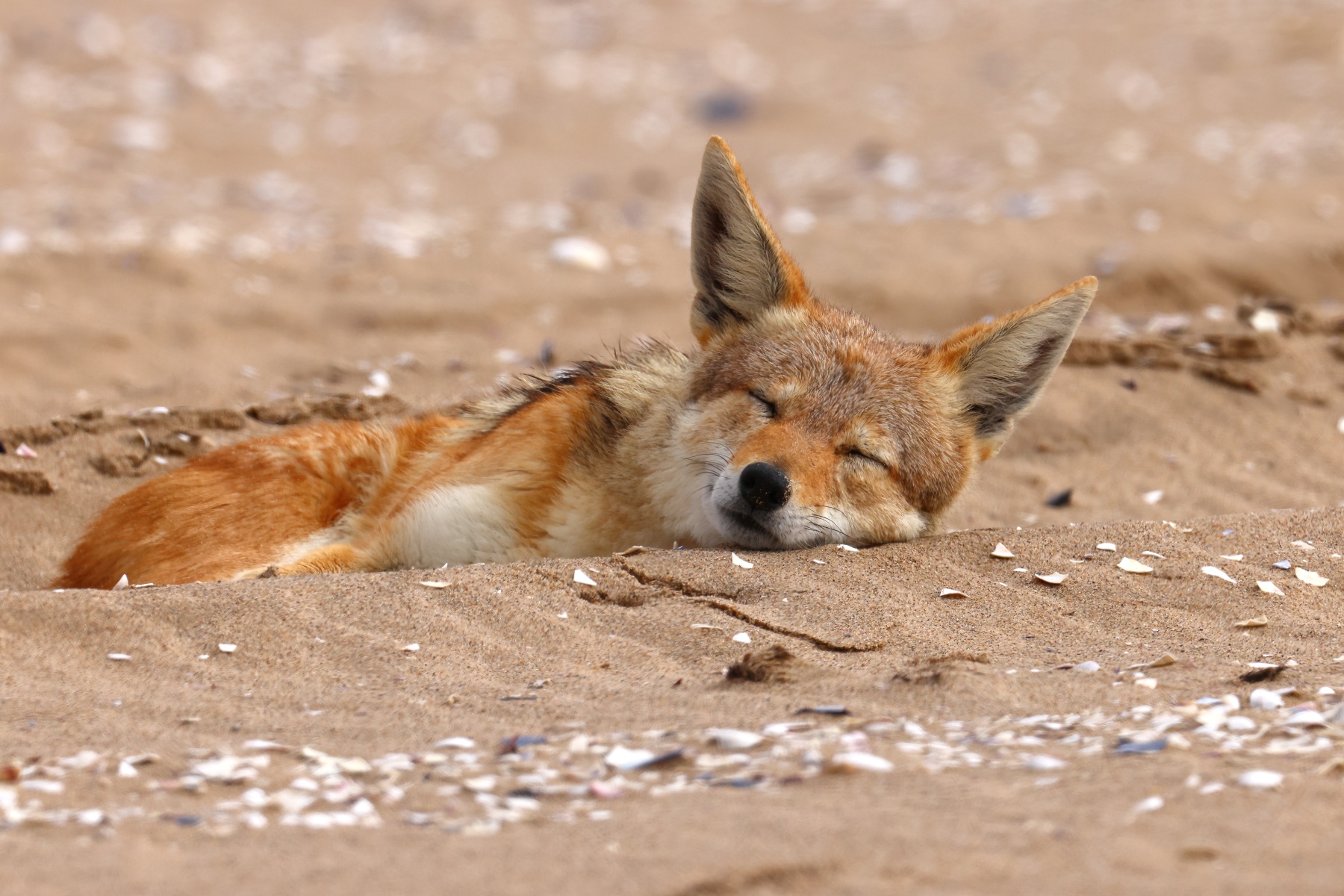 Pelican Point Peninsula - Black-backed jackal (Lupulella mesomelas)