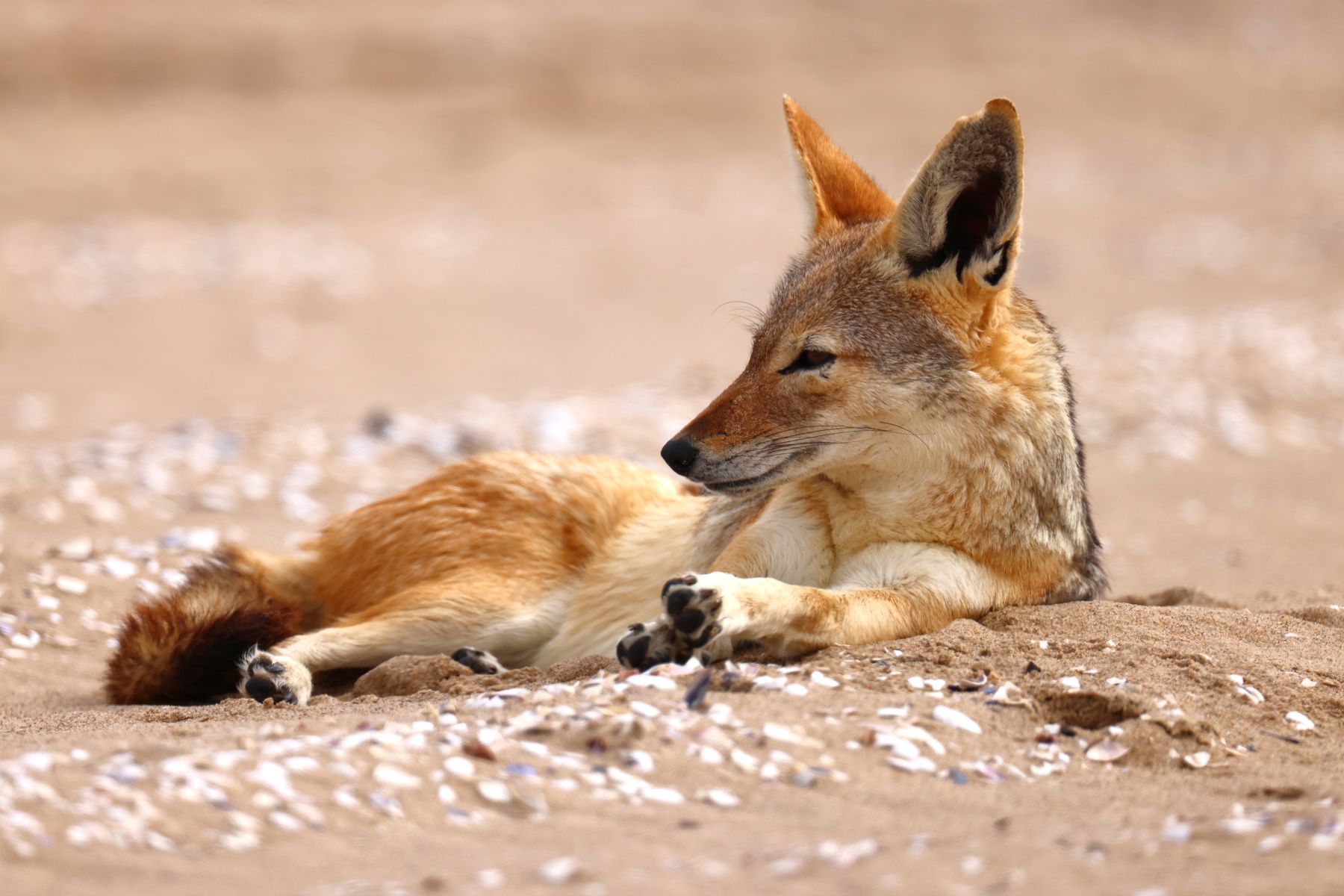Pelican Point Peninsula - Black-backed jackal (Lupulella mesomelas)