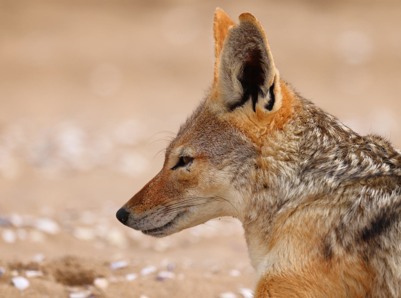 Pelican Point Peninsula - Black-backed jackal (Lupulella mesomelas)