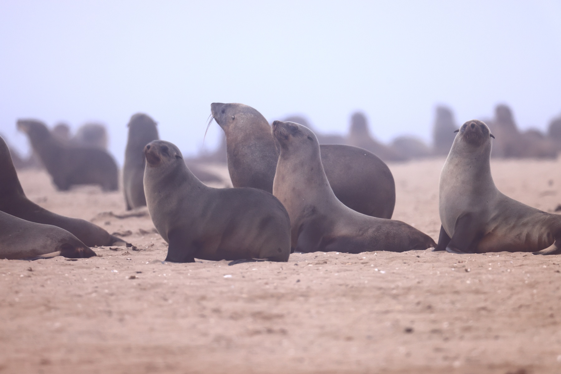 Pelican Point Peninsula - Cape fur seals (Arctocephalus pusillus)