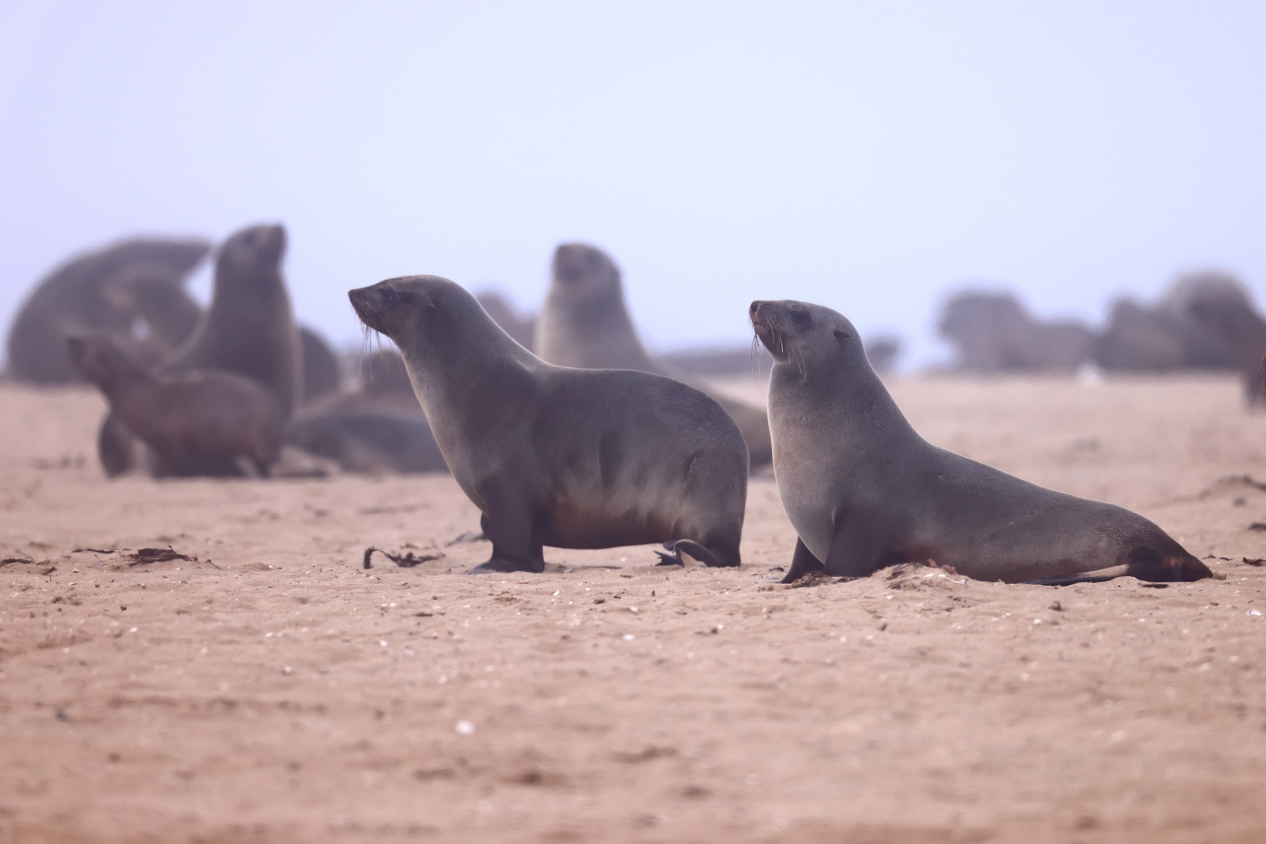 Pelican Point Peninsula - Cape fur seals (Arctocephalus pusillus)