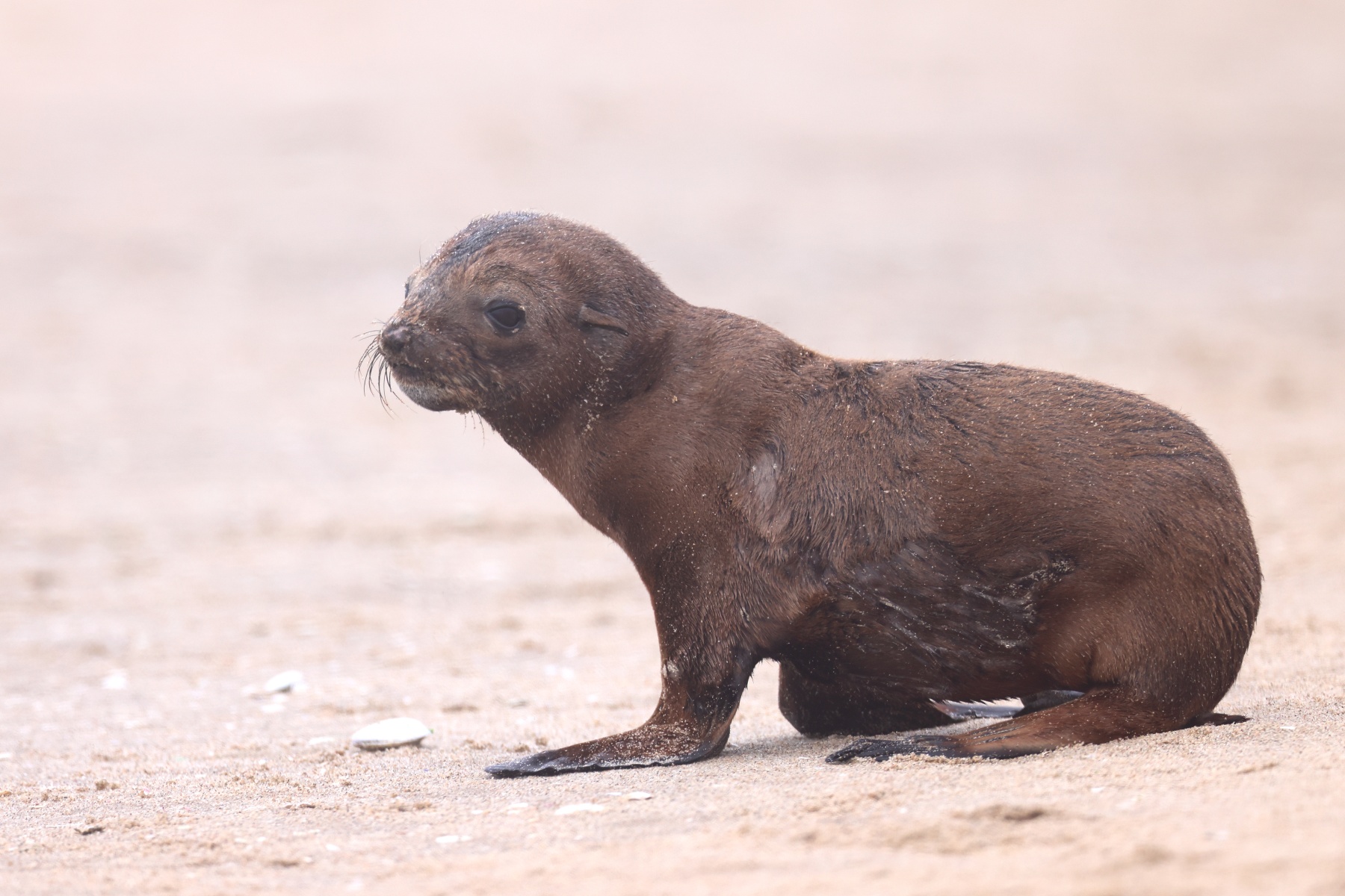 Pelican Point Peninsula - Cape fur seal (Arctocephalus pusillus) - Pup