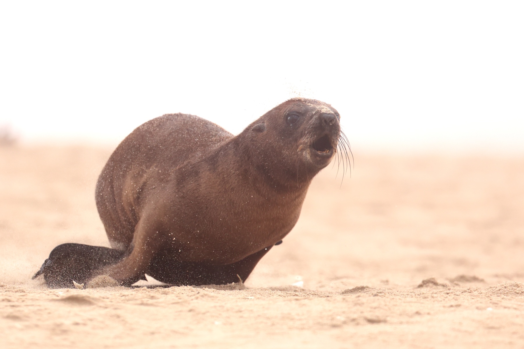 Pelican Point Peninsula - Cape fur seal (Arctocephalus pusillus) - Pup