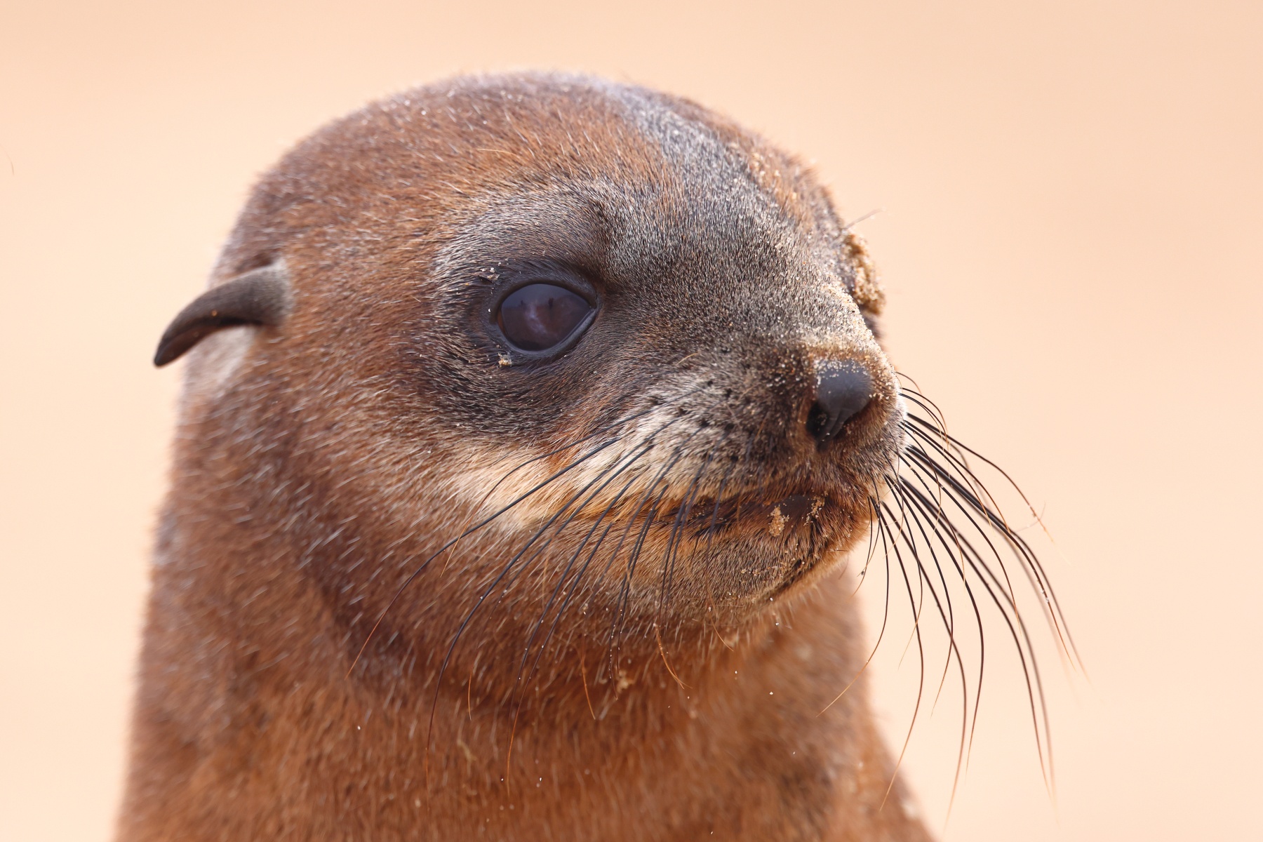 Pelican Point Peninsula - Cape fur seal (Arctocephalus pusillus) - Pup
