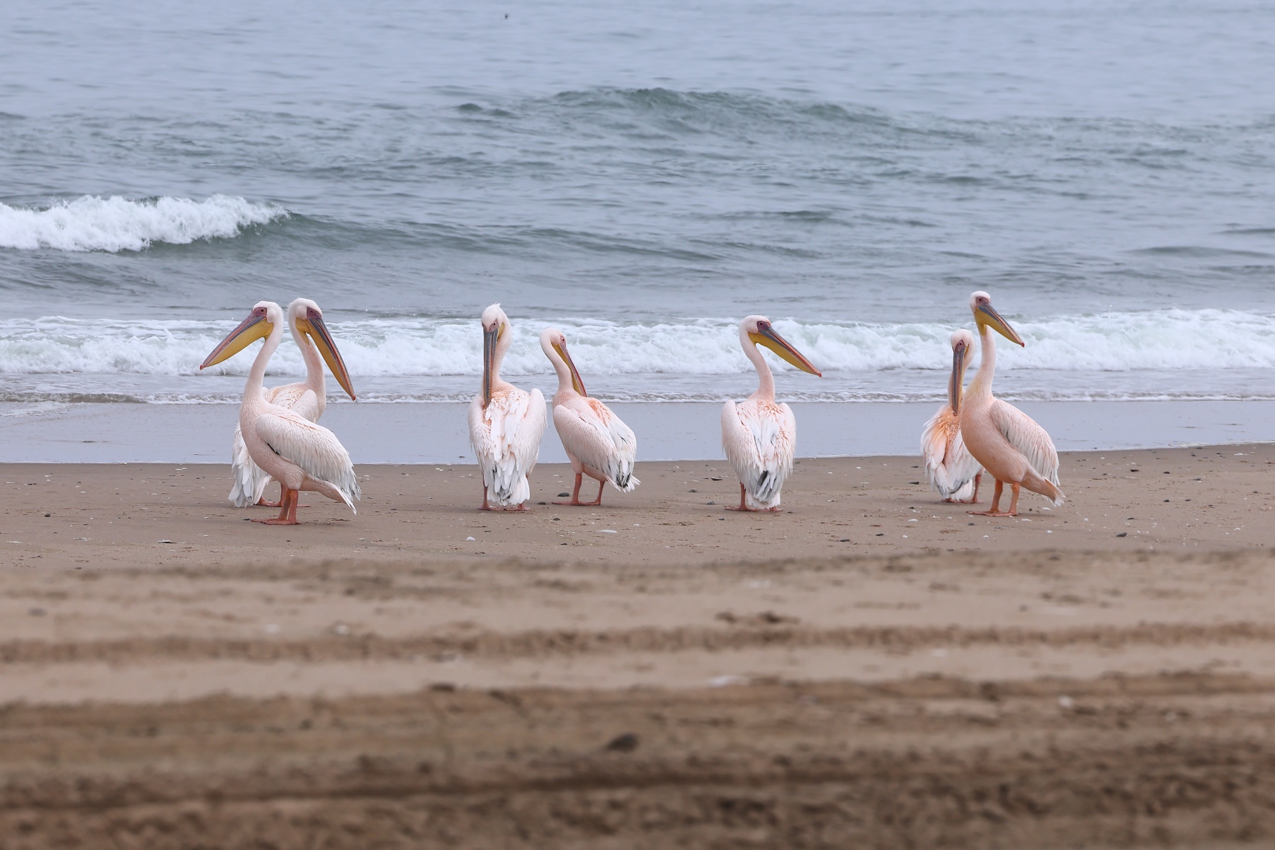 Pelican Point Peninsula - Great white pelicans (Pelecanus onocrotalus)